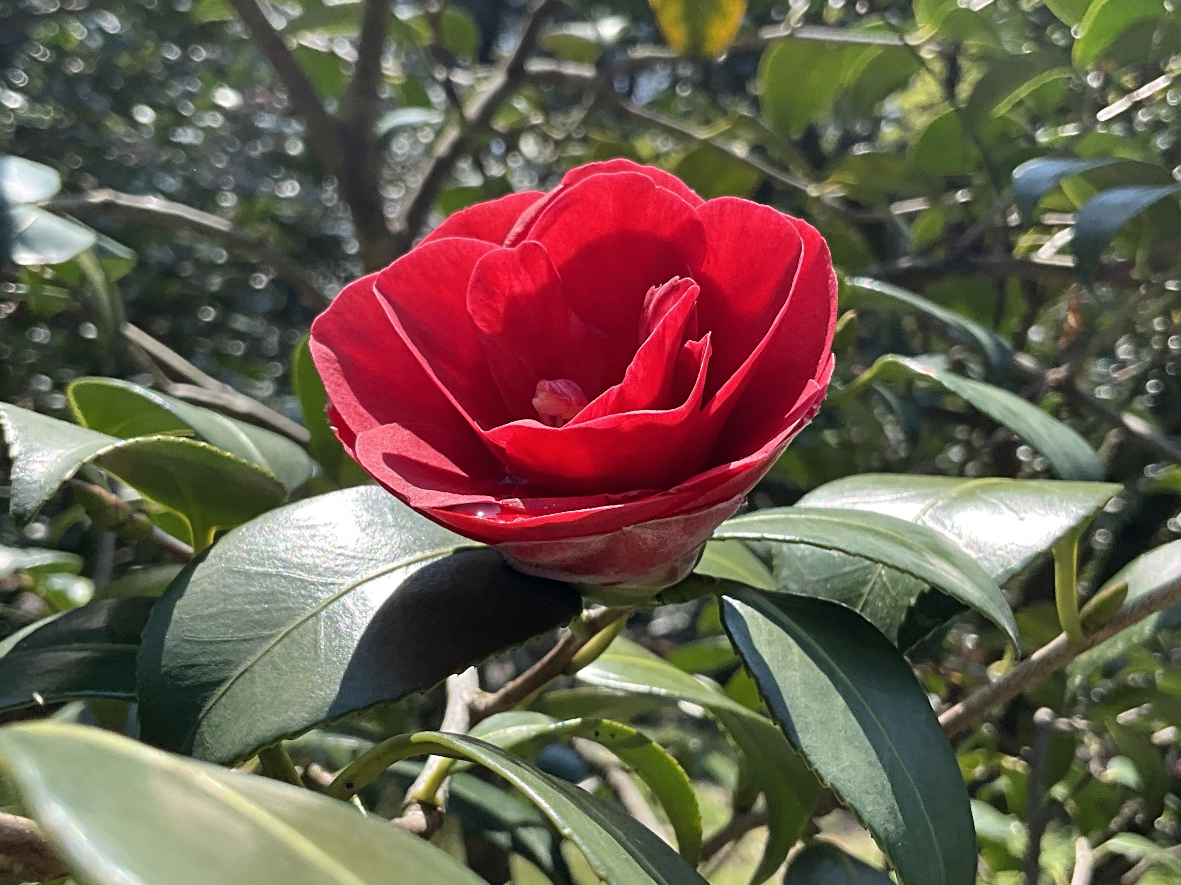 寿三郎紅散り椿（京都府立植物園）：2026年4月2日（木）｜藤井秀昭
