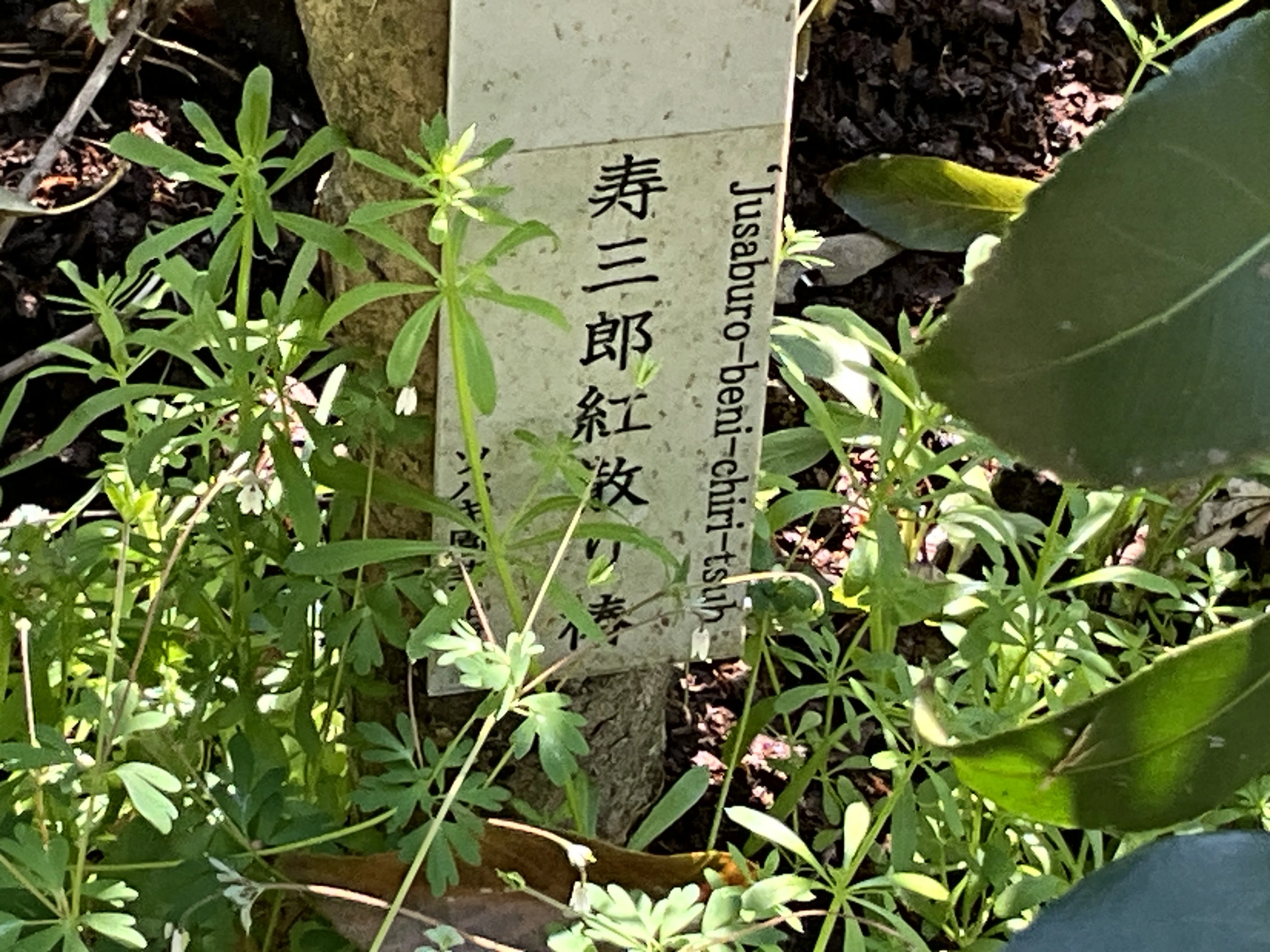 寿三郎紅散り椿（京都府立植物園）：2026年4月2日（木）｜藤井秀昭