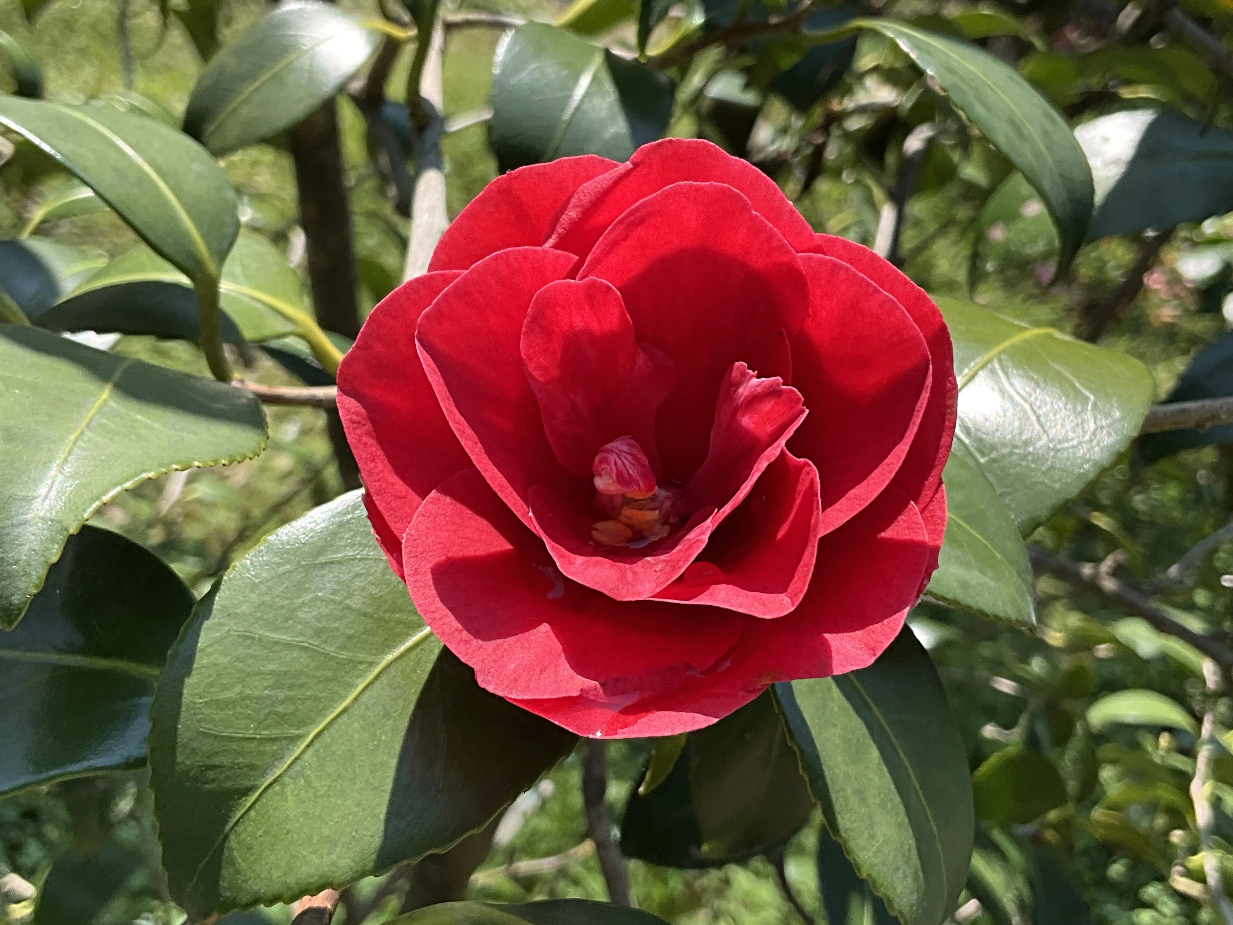 寿三郎紅散り椿（京都府立植物園）：2026年4月2日（木）｜藤井秀昭
