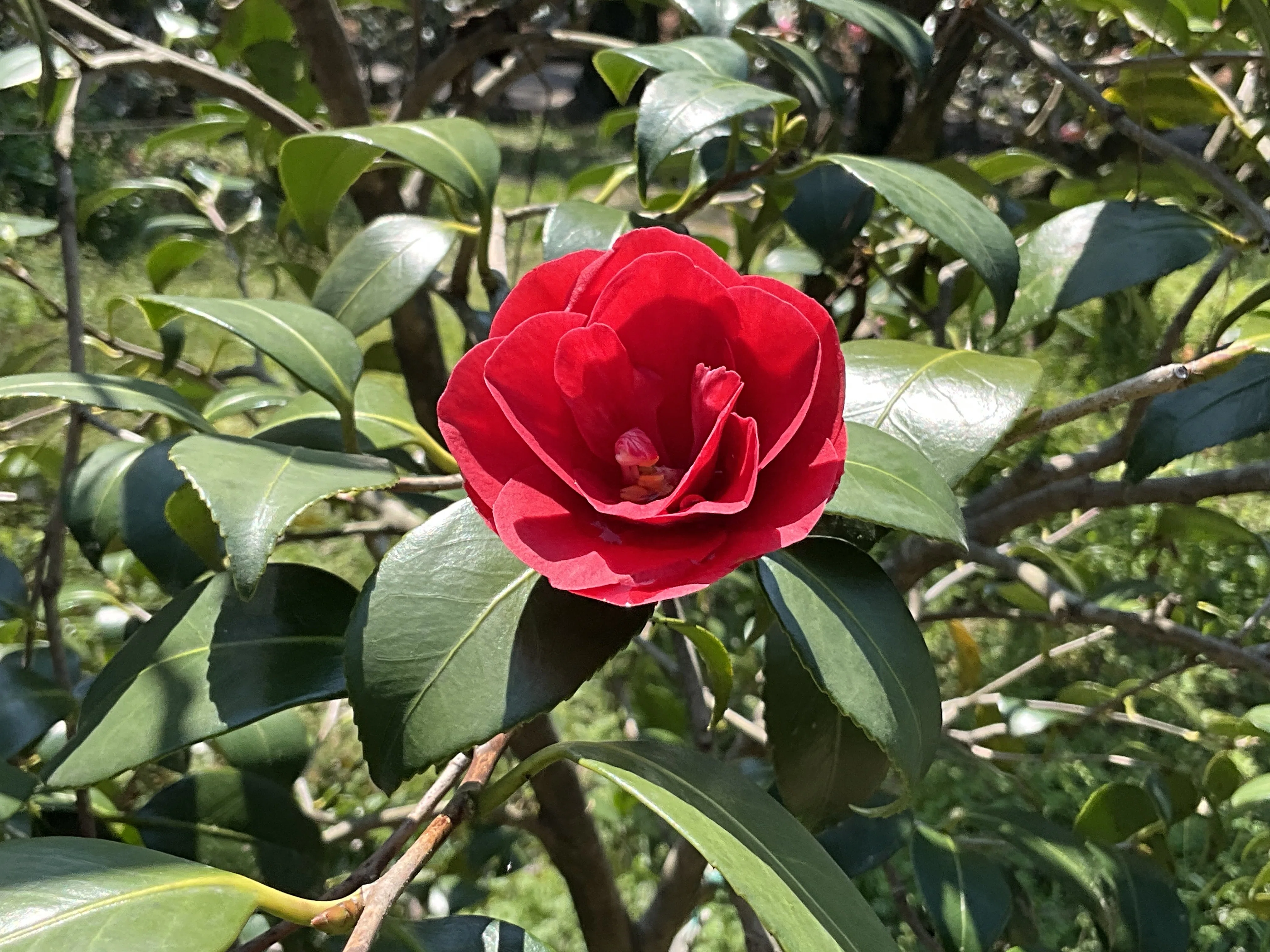寿三郎紅散り椿（京都府立植物園）：2026年4月2日（木）｜藤井秀昭