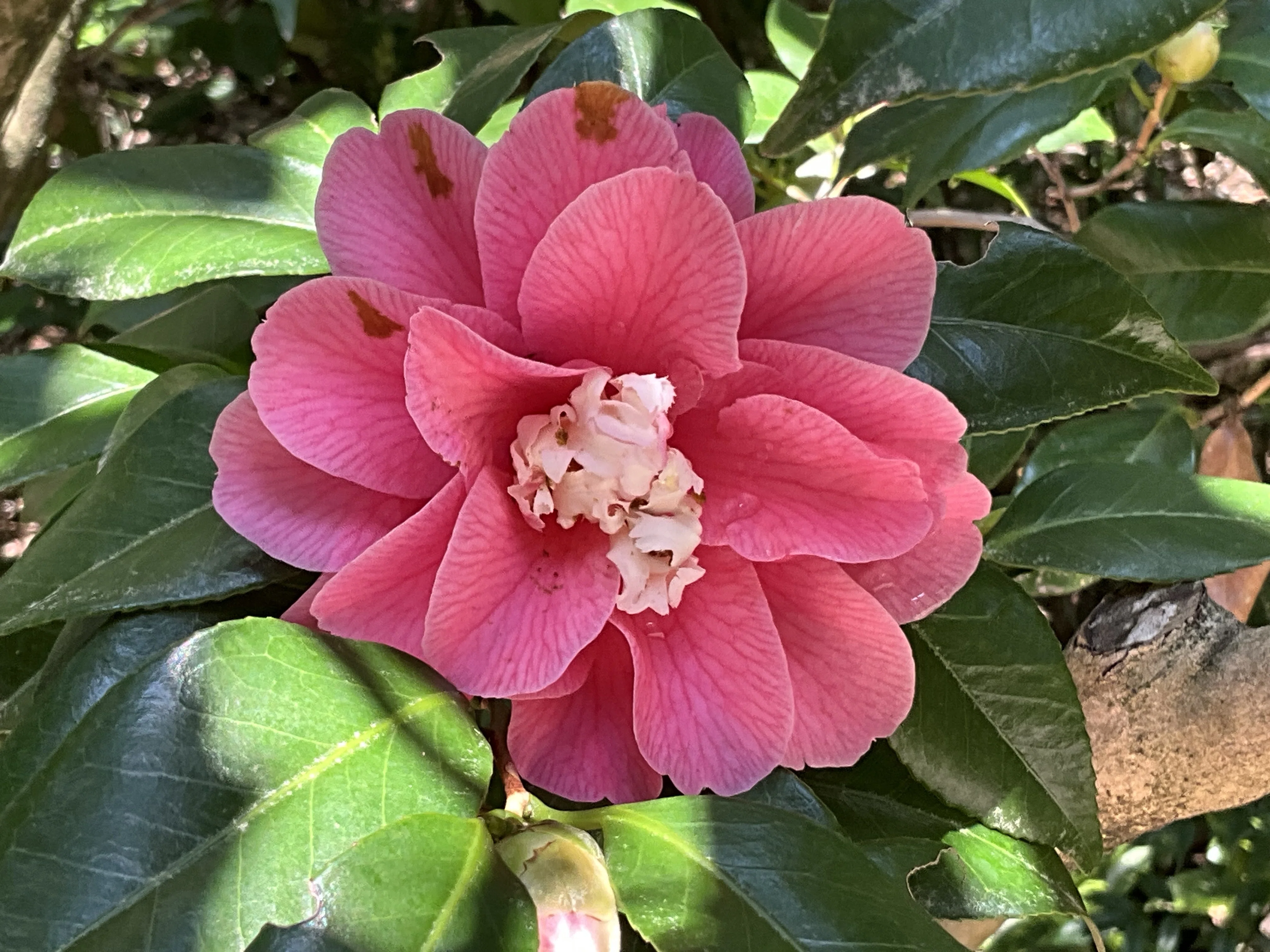 菱唐糸（京都府立植物園）：2026年4月2日（木）｜藤井秀昭（『京都居候