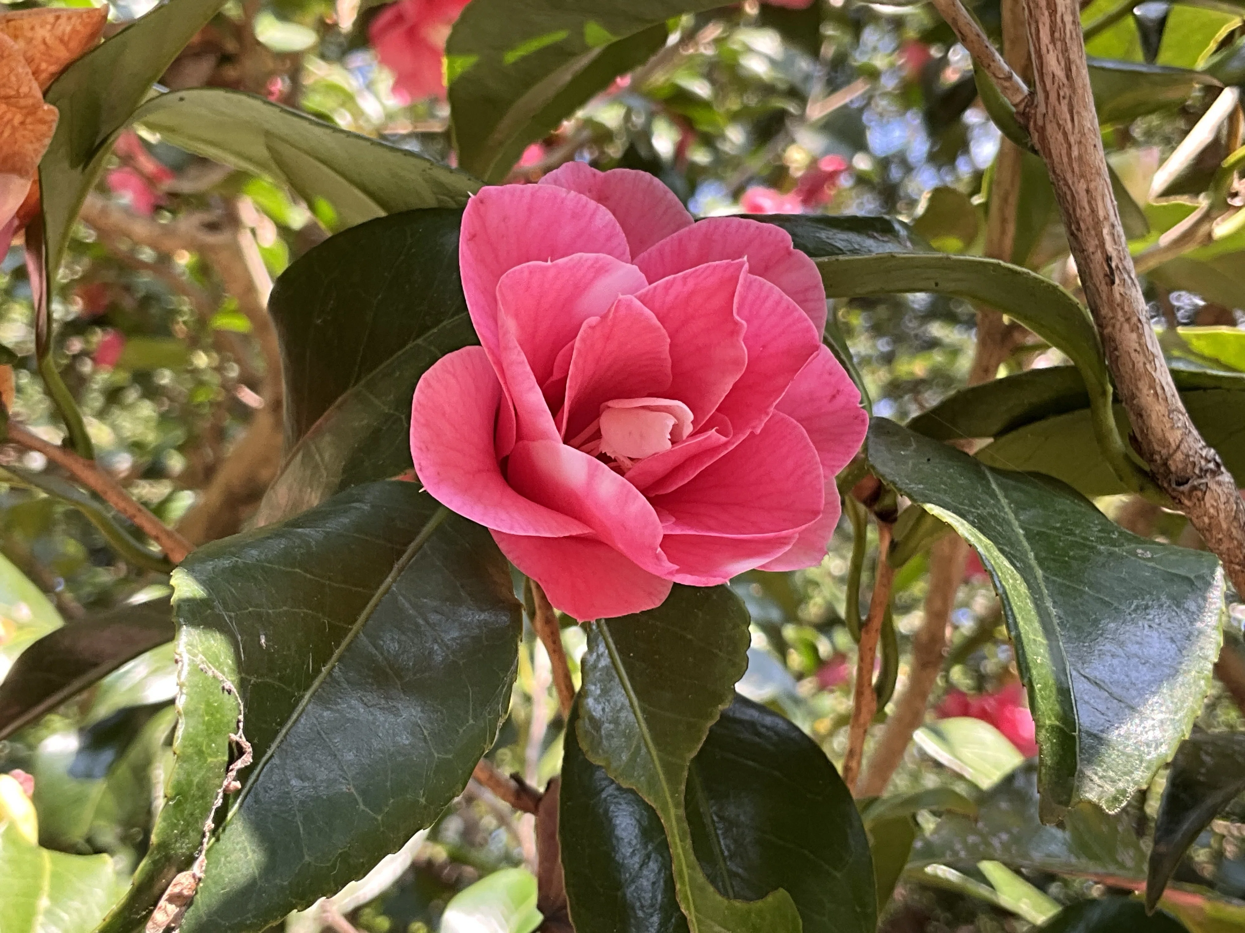 菱唐糸（京都府立植物園）：2026年4月2日（木）｜藤井秀昭（『京都居候