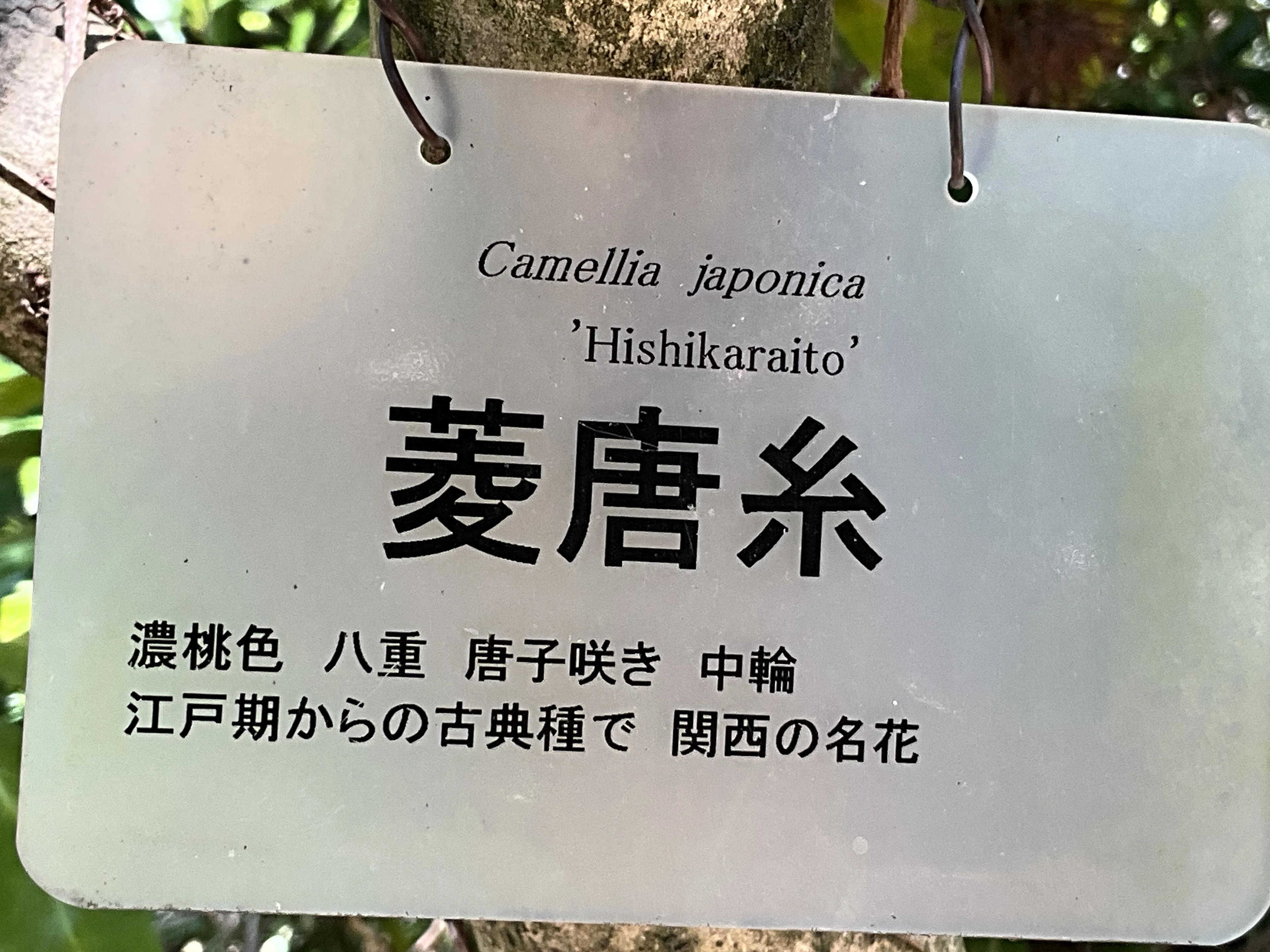 菱唐糸（京都府立植物園）：2026年4月2日（木）｜藤井秀昭（『京都居候