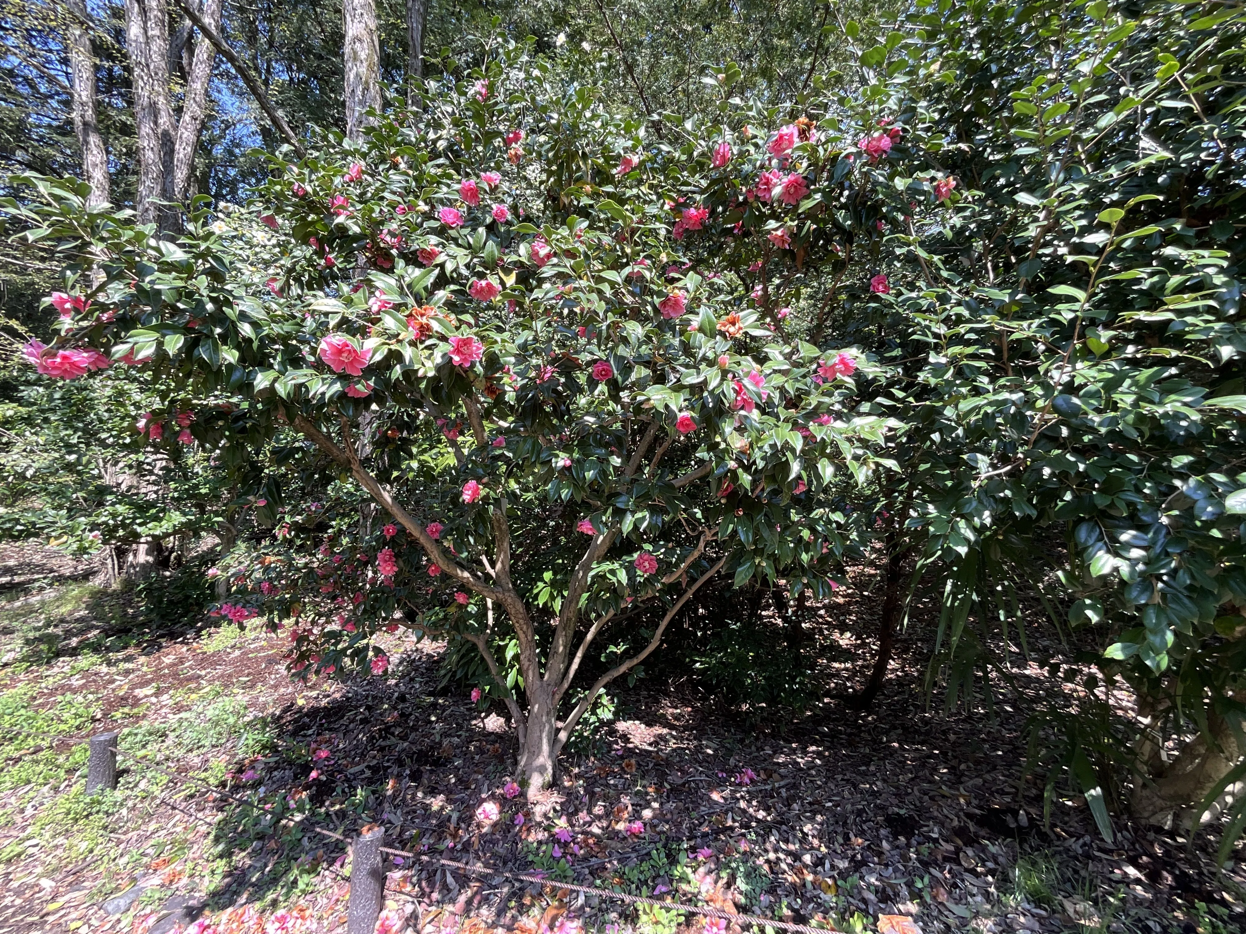 菱唐糸（京都府立植物園）：2026年4月2日（木）｜藤井秀昭（『京都居候