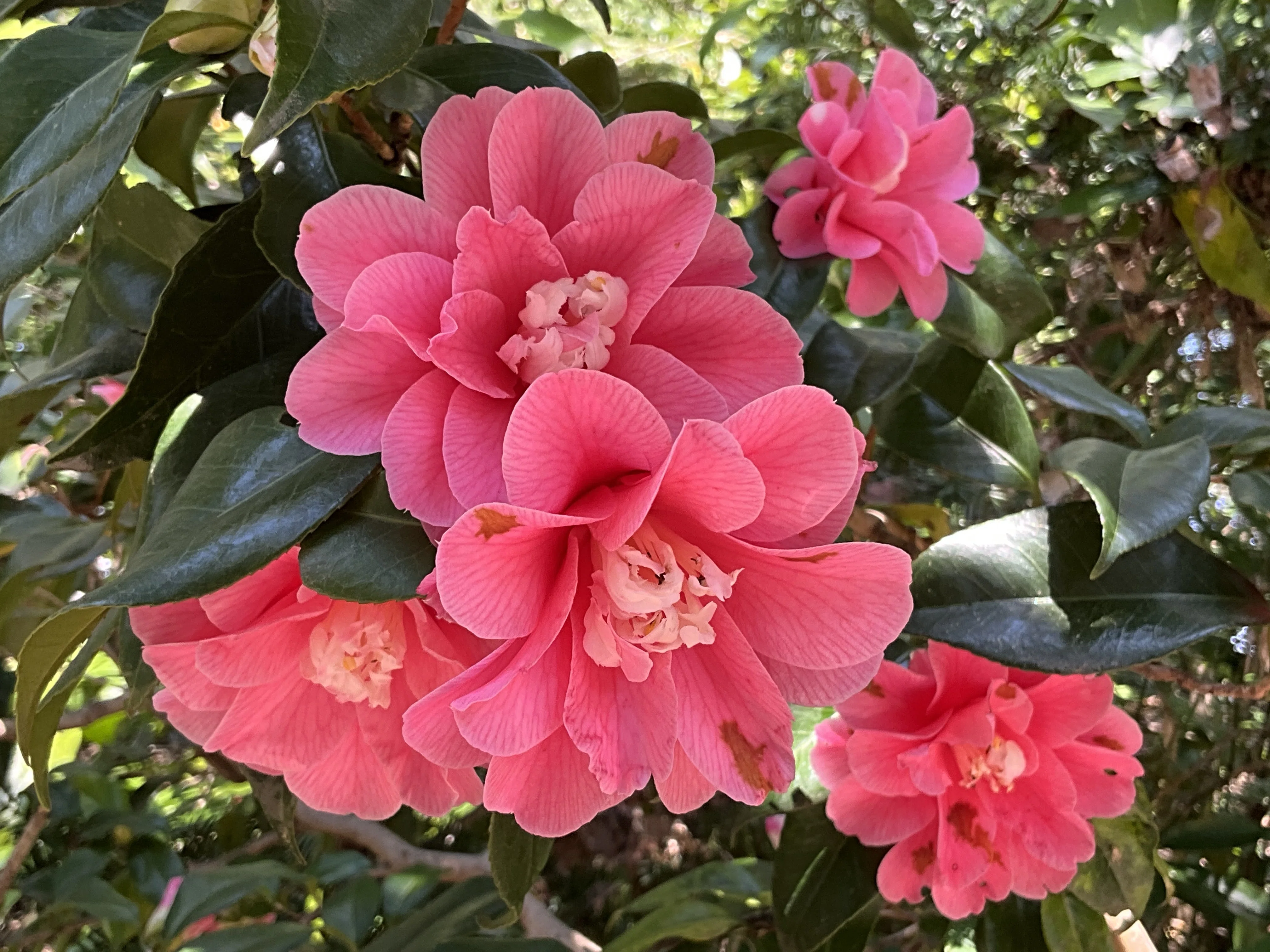 菱唐糸（京都府立植物園）：2026年4月2日（木）｜藤井秀昭（『京都居候