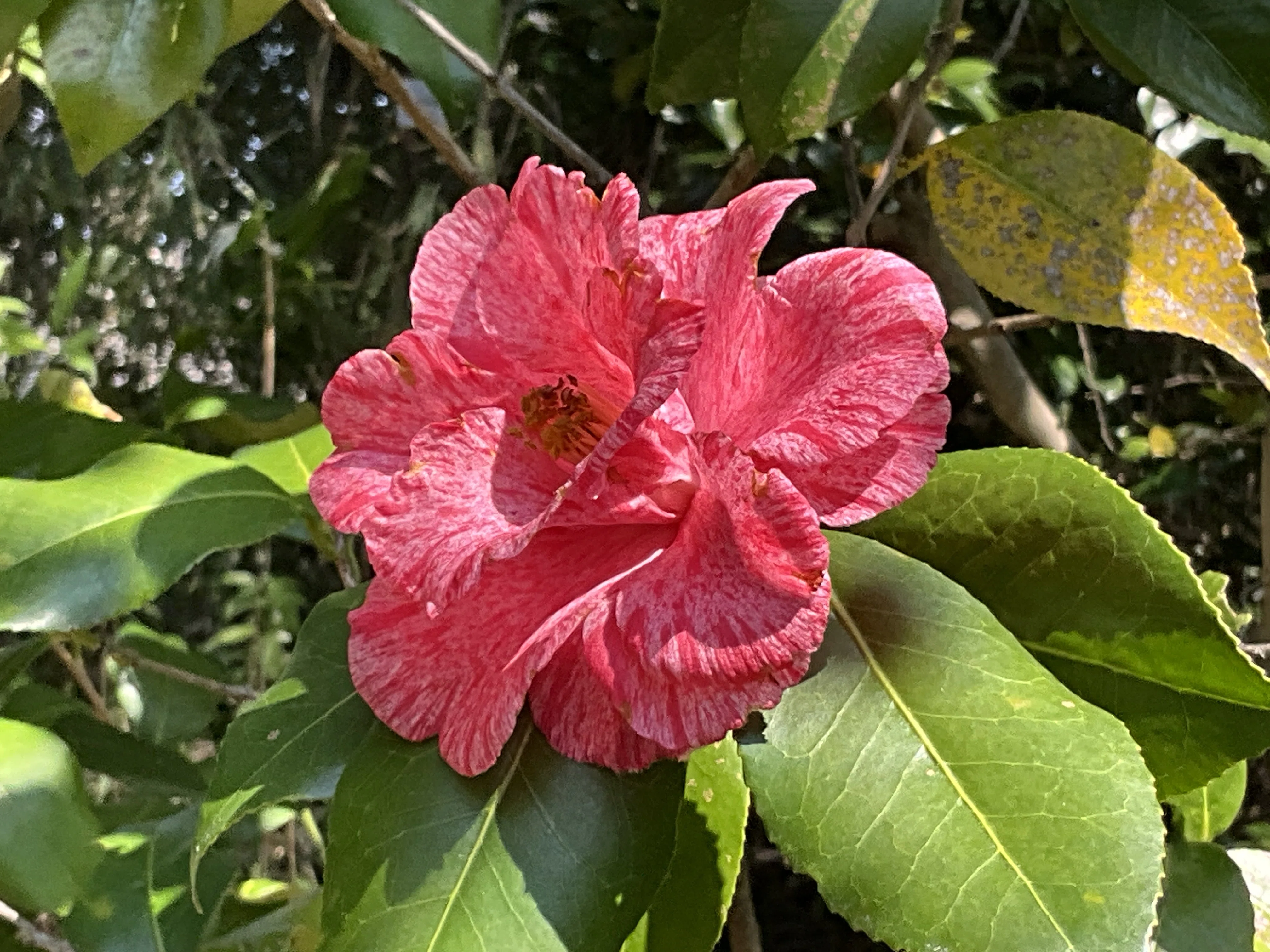草紙洗（京都府立植物園）：2026年4月2日（木）｜藤井秀昭（『京都居候