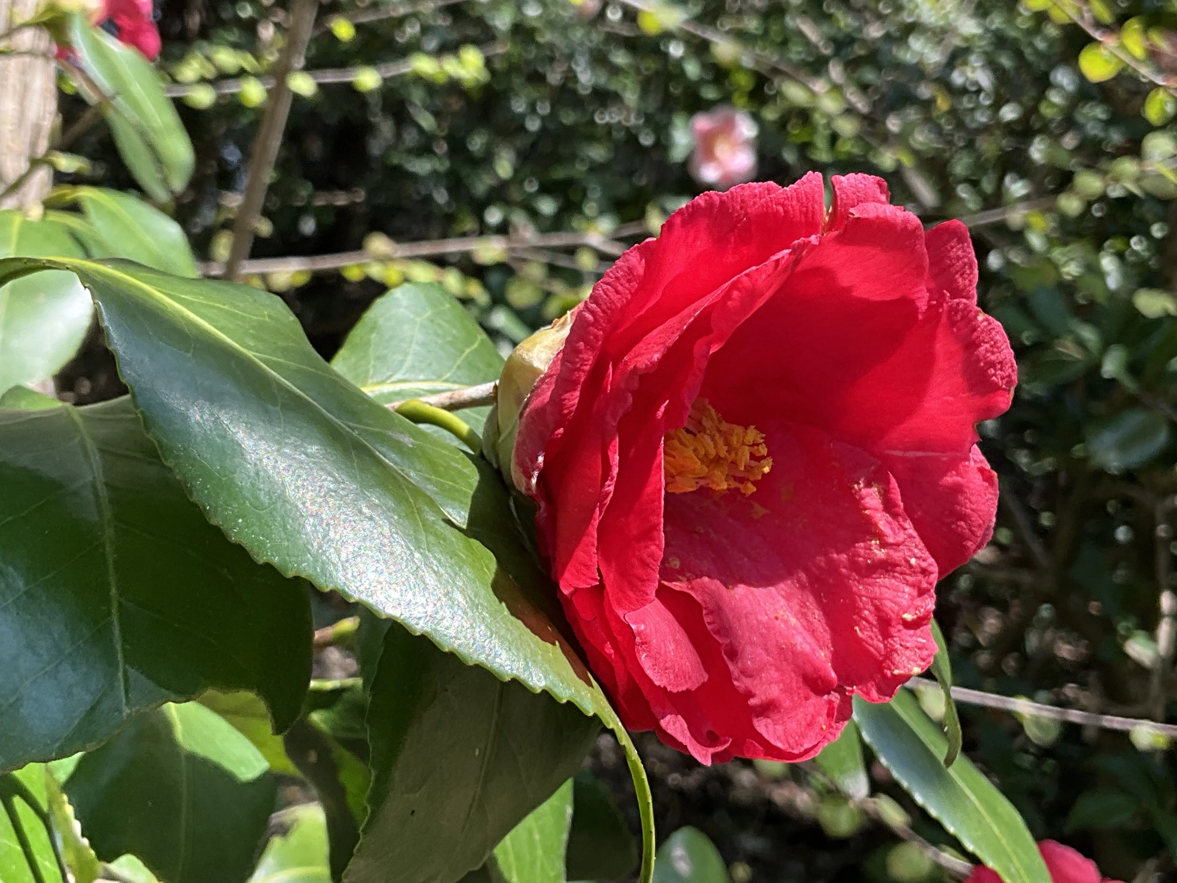 草紙洗（京都府立植物園）：2026年4月2日（木）｜藤井秀昭（『京都居候