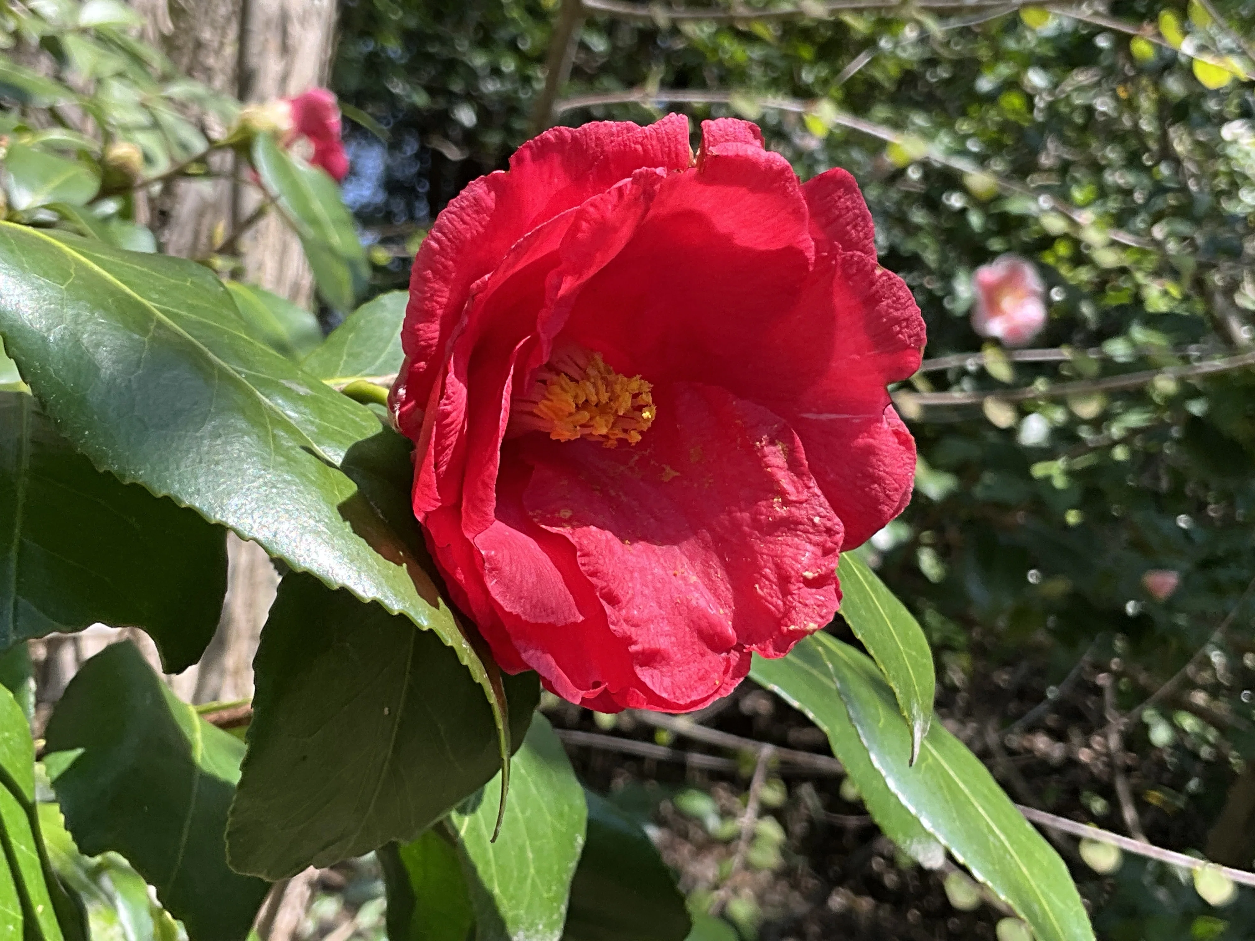 草紙洗（京都府立植物園）：2026年4月2日（木）｜藤井秀昭（『京都居候