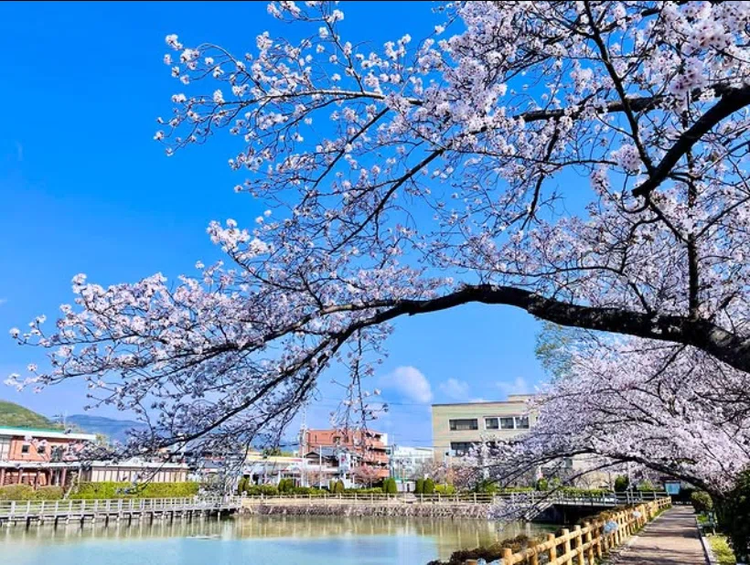 京たけのこ屋さんがお送りする2026年たけのこ速報｜京たけのこ・こめ油