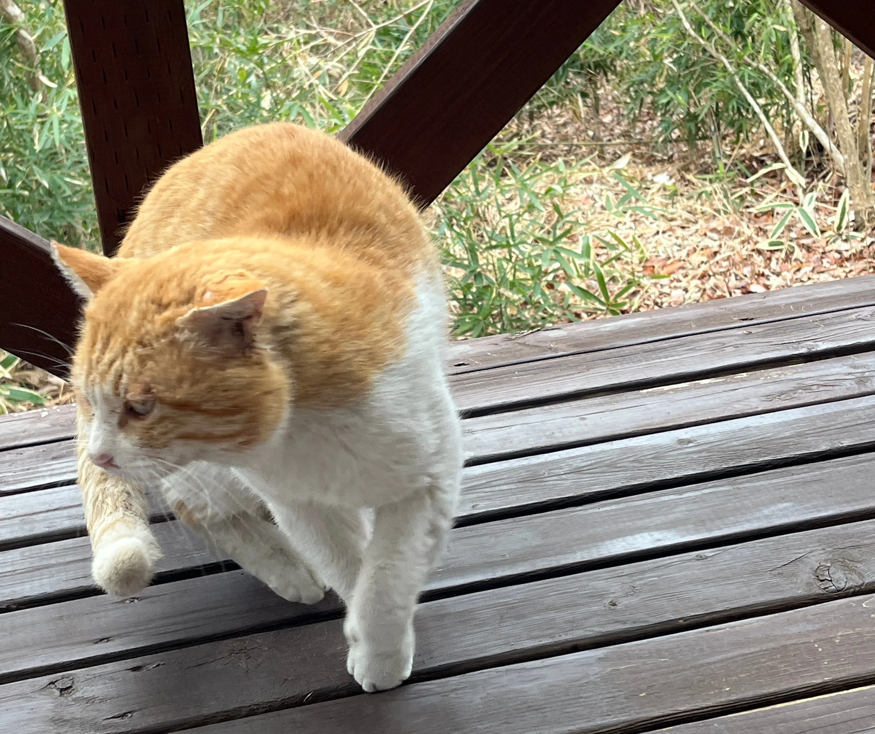 ねこ番長様確認用