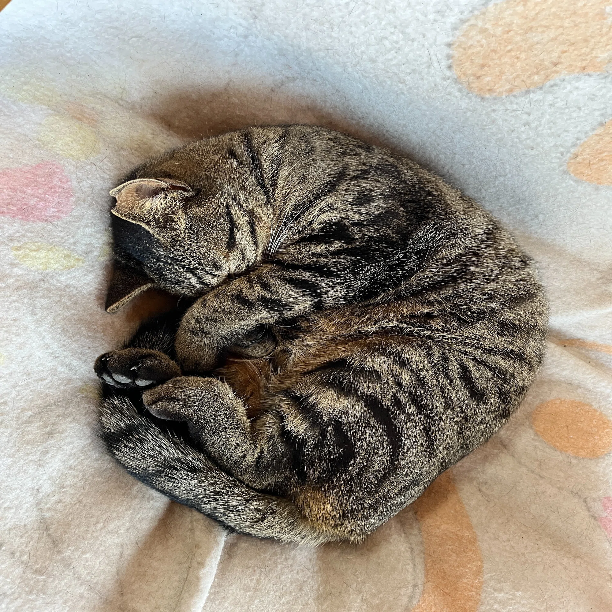 どうしましたか！？猫番長｜わたりねこ