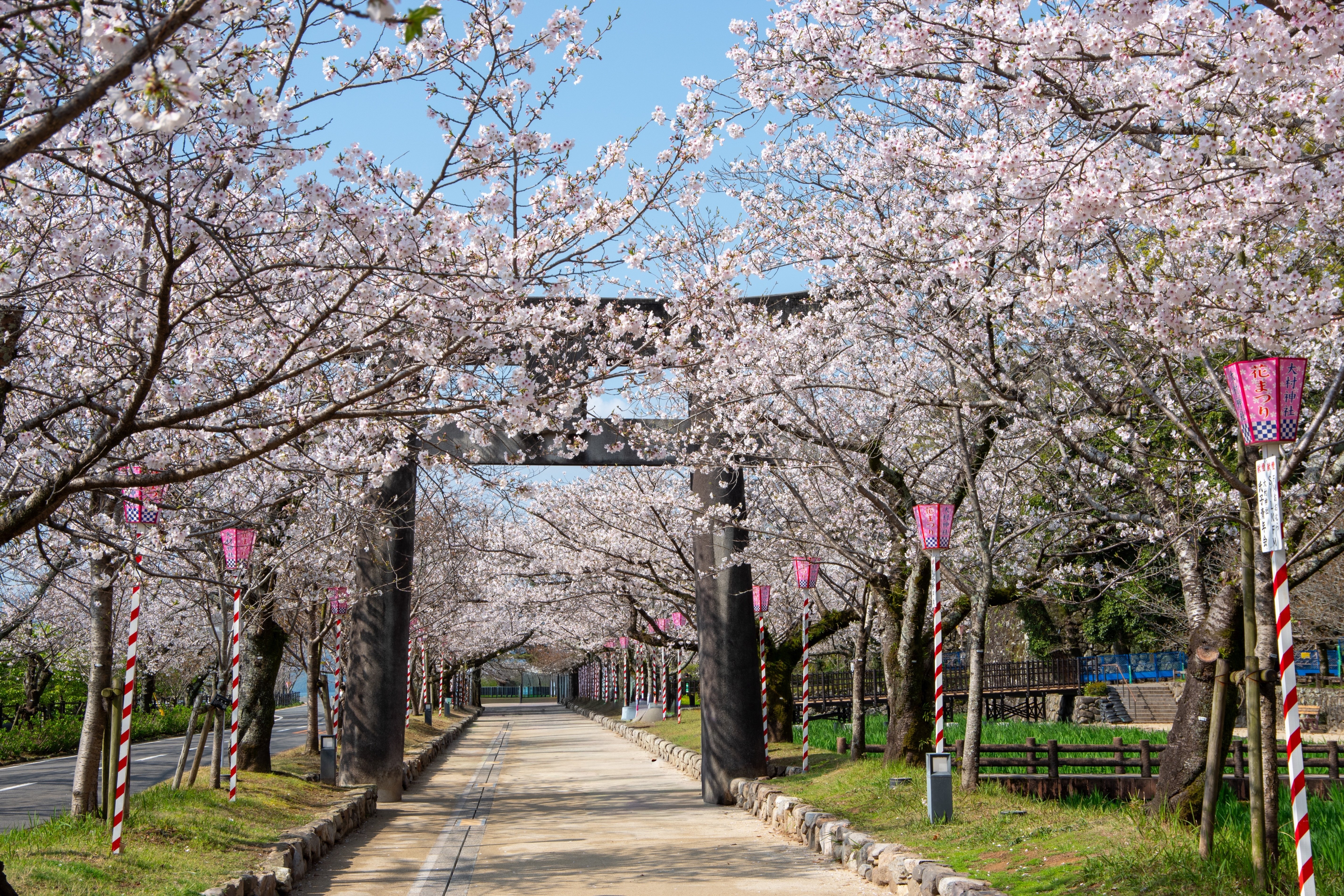 長崎県大村公園の桜｜TAKA