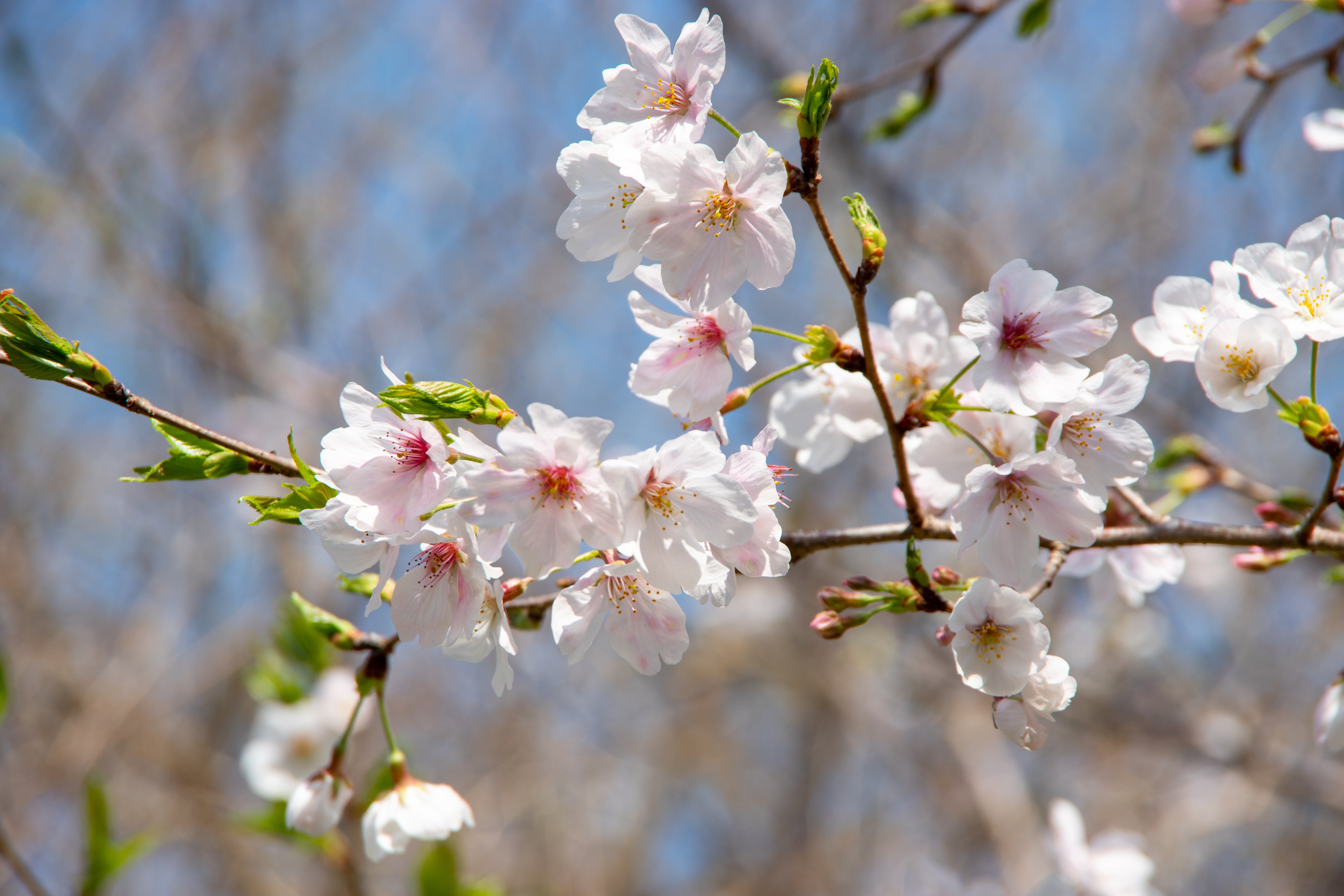 長崎県大村公園の桜｜TAKA