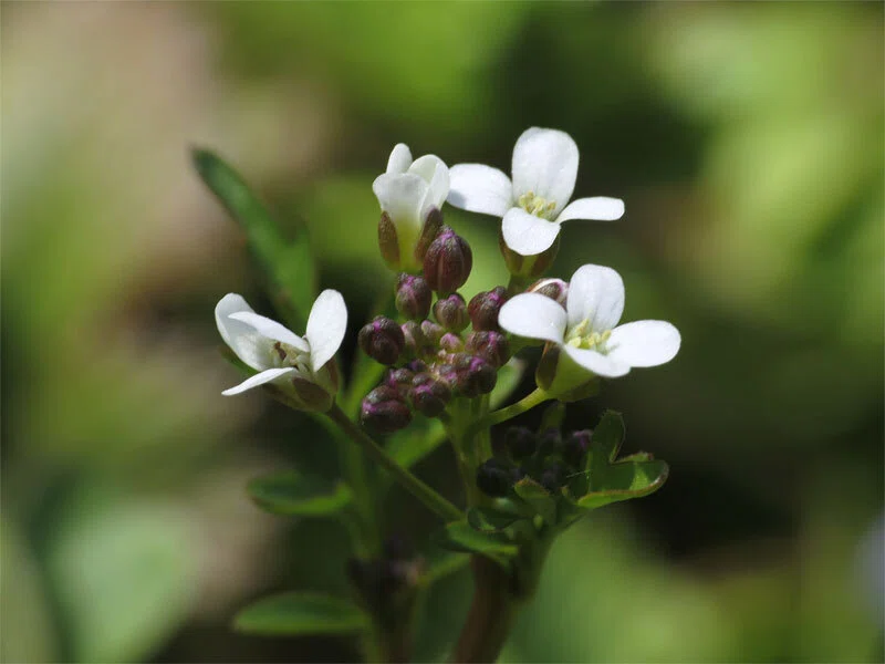 咲いた ミチ タネツケバナ（道 種浸け花）の 花 たち｜梶山こうじ