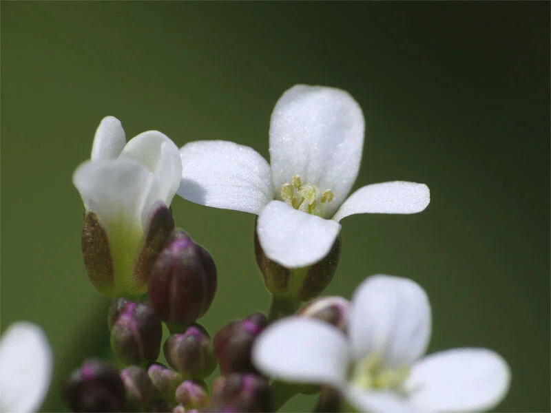 咲いた ミチ タネツケバナ（道 種浸け花）の 花 たち｜梶山こうじ