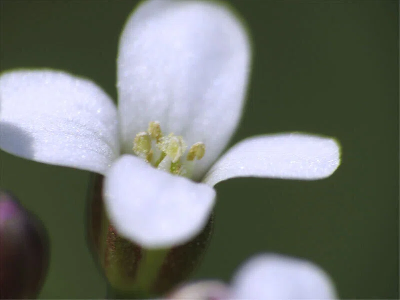 咲いた ミチ タネツケバナ（道 種浸け花）の 花 たち｜梶山こうじ
