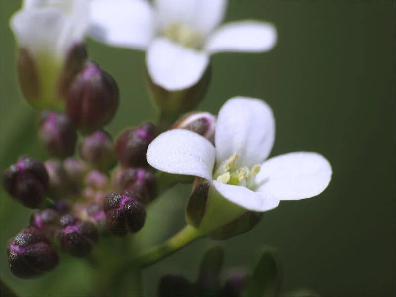 咲いた ミチ タネツケバナ（道 種浸け花）の 花 たち｜梶山こうじ