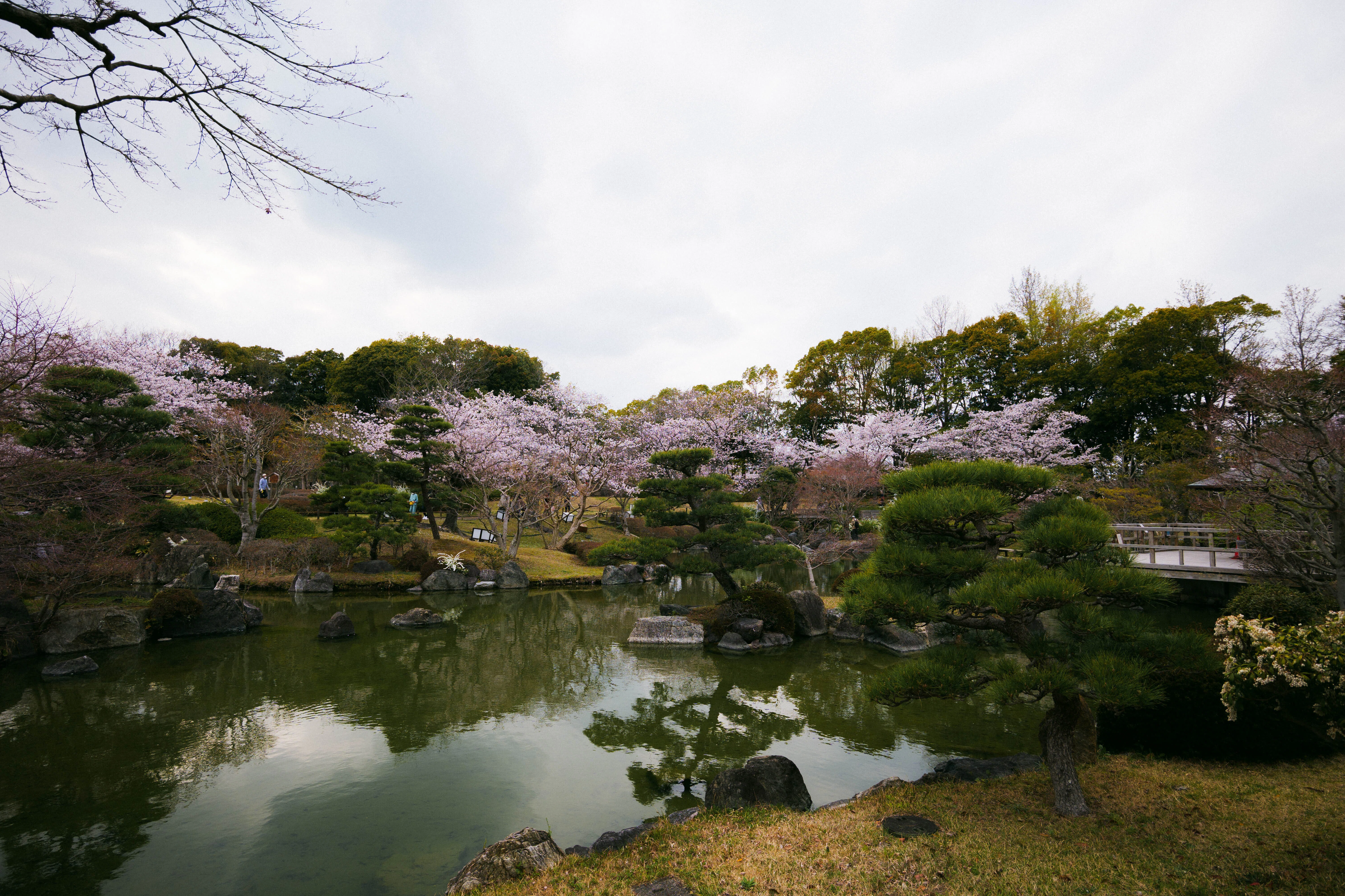 今年の桜｜sgk
