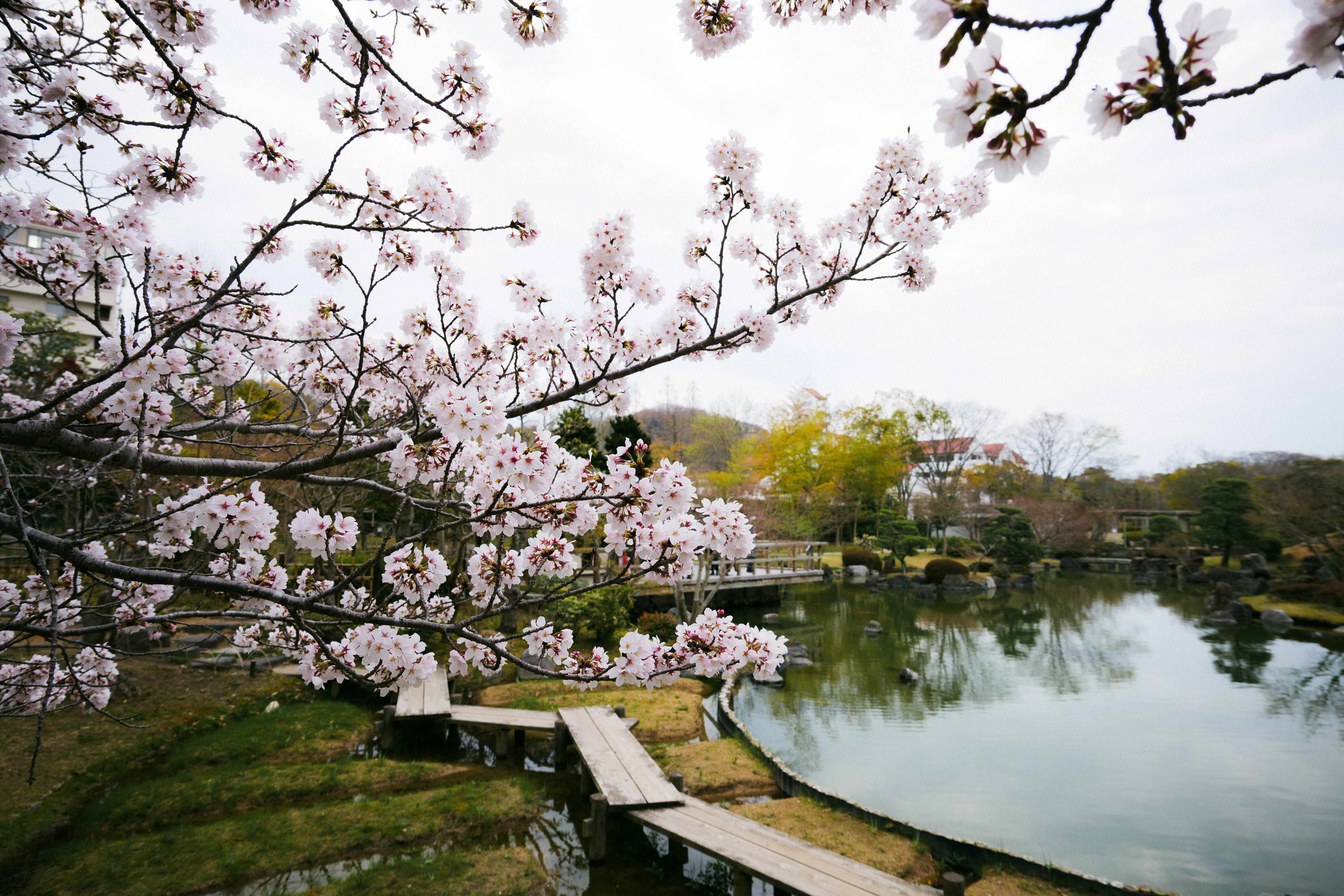 今年の桜｜sgk