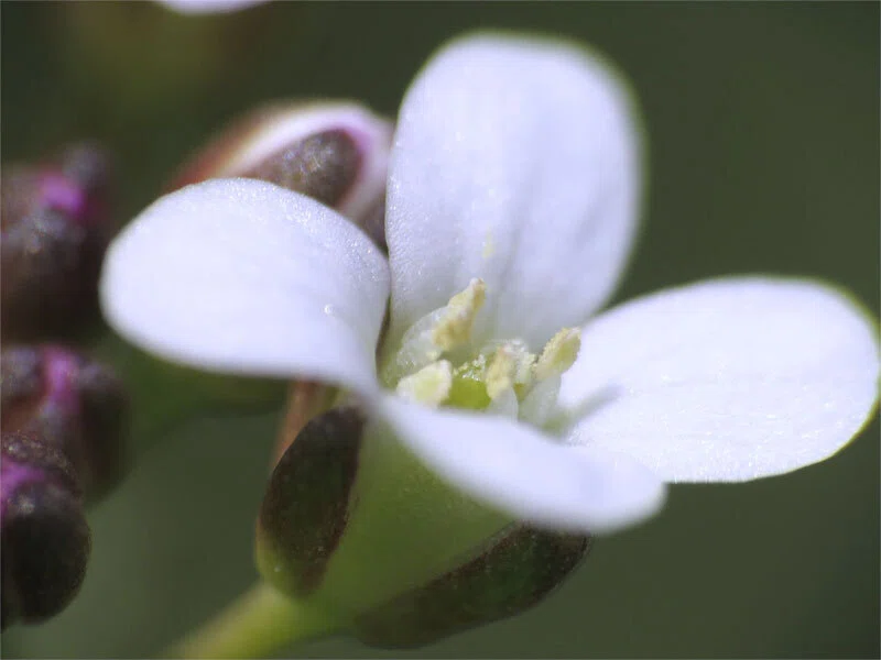 咲いた ミチ タネツケバナ（道 種浸け花）の 花 たち｜梶山こうじ