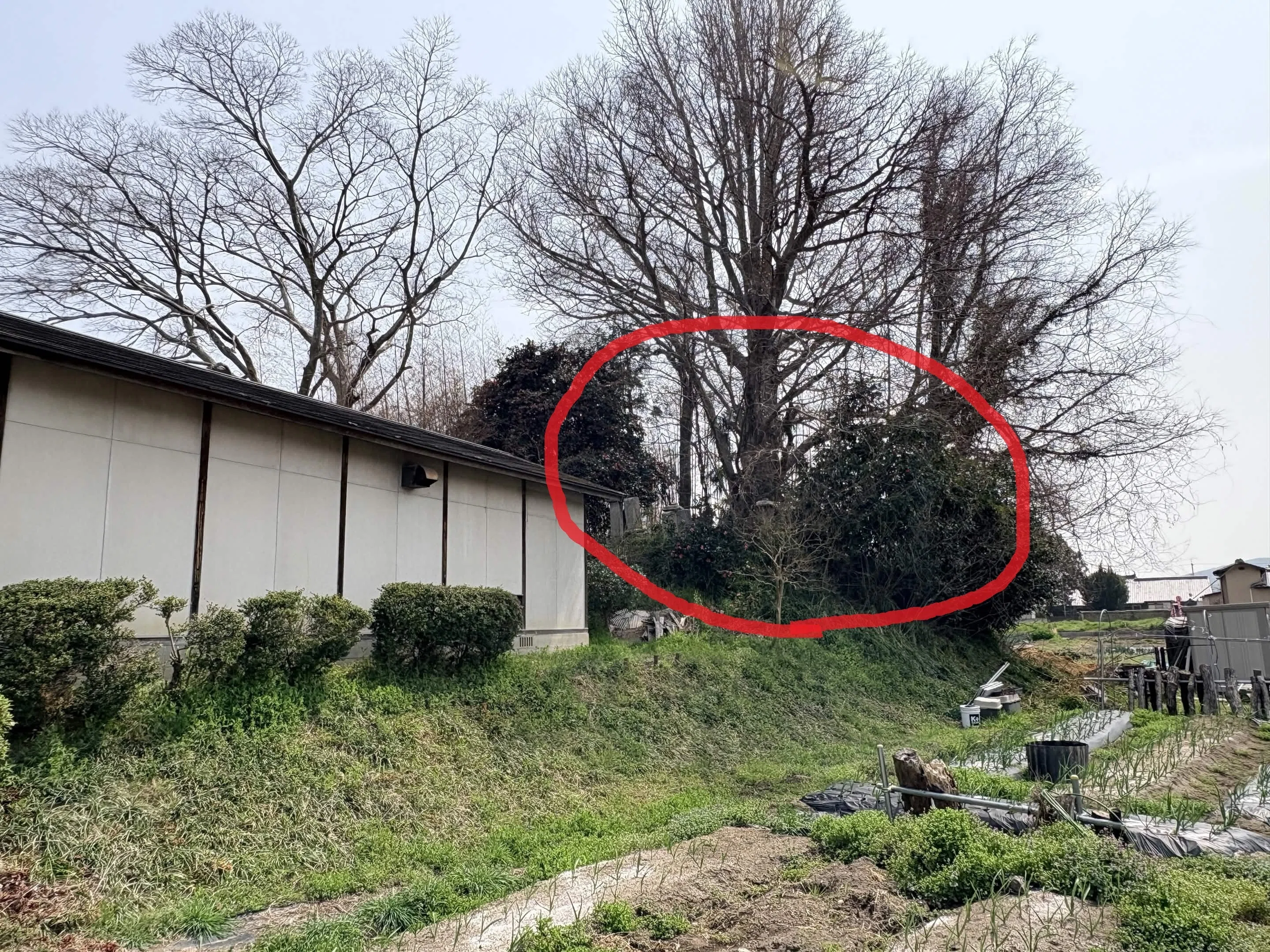 山鳥毛宿泊プラン2026を利用して長船で山鳥毛を鑑賞した話～1日目