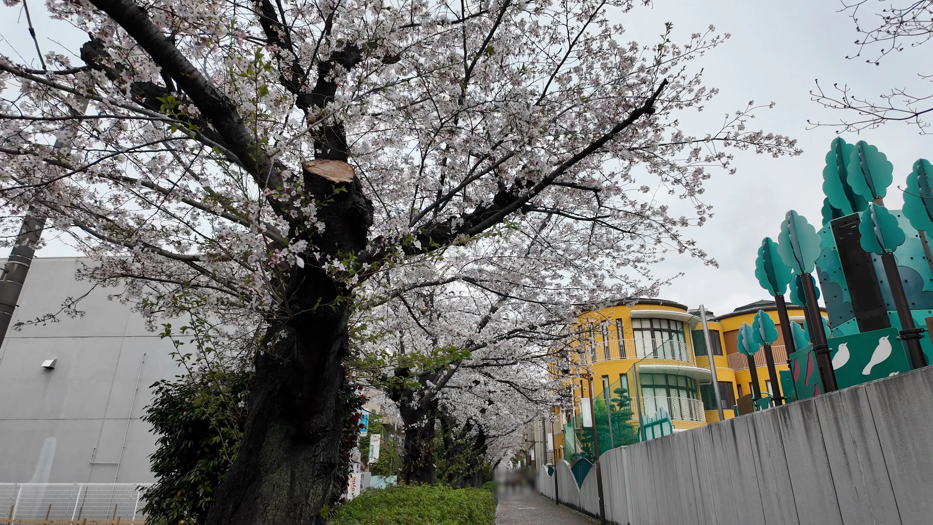水道みち緑道】桜が散り始めた千種区 — 松井珠理奈の足型と桜並木の