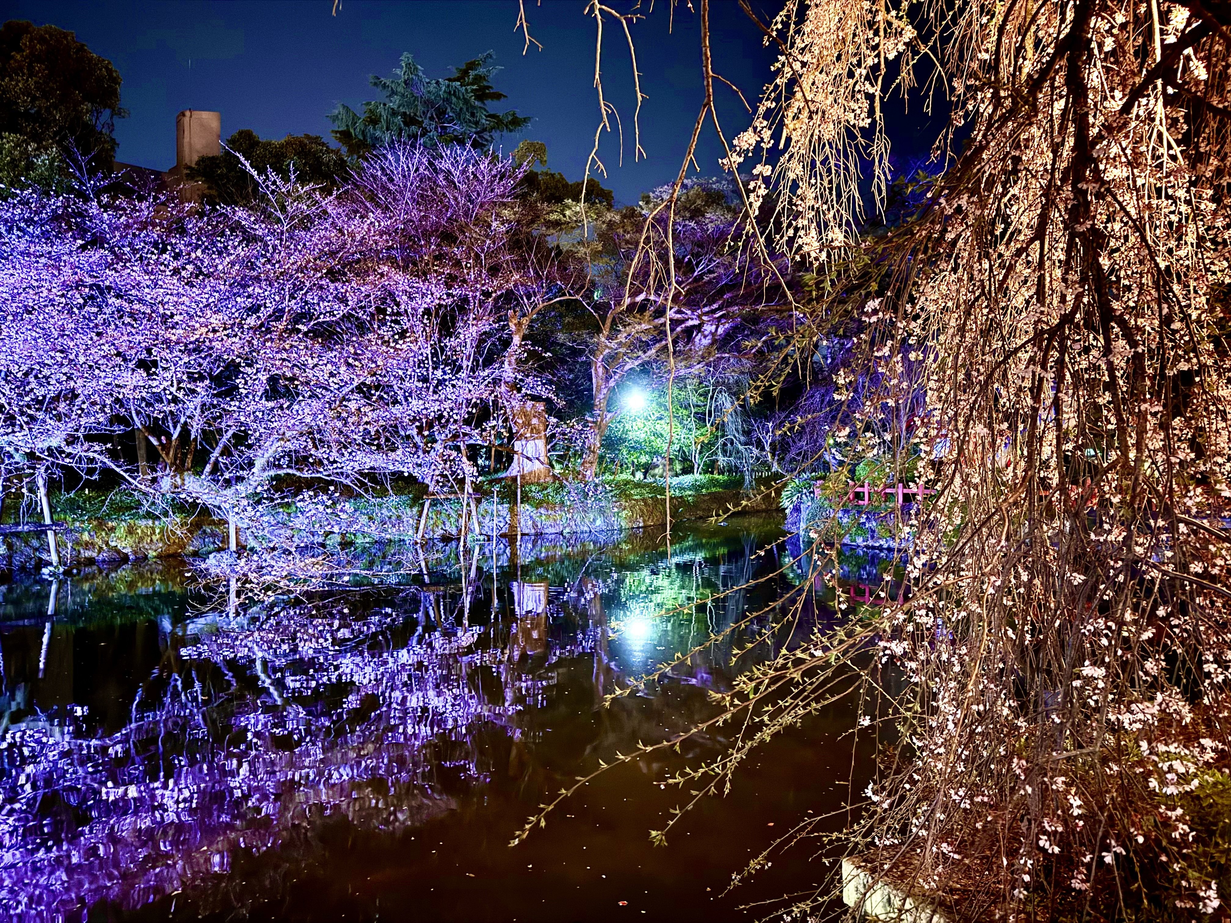 2026.3.29(日) 夜桜が綺麗だった✨｜あずまっくすCEO