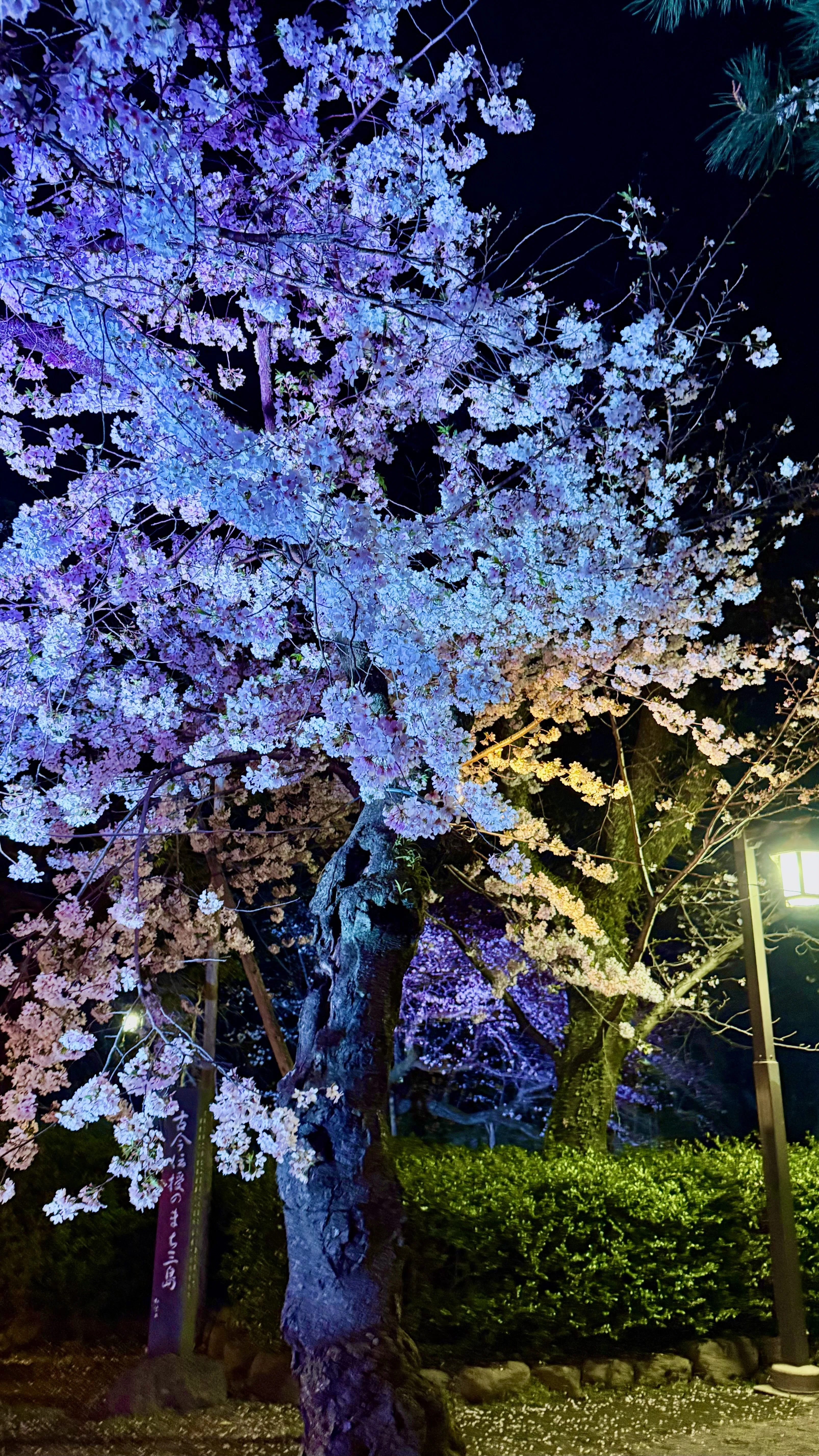 2026.3.29(日) 夜桜が綺麗だった✨｜あずまっくすCEO