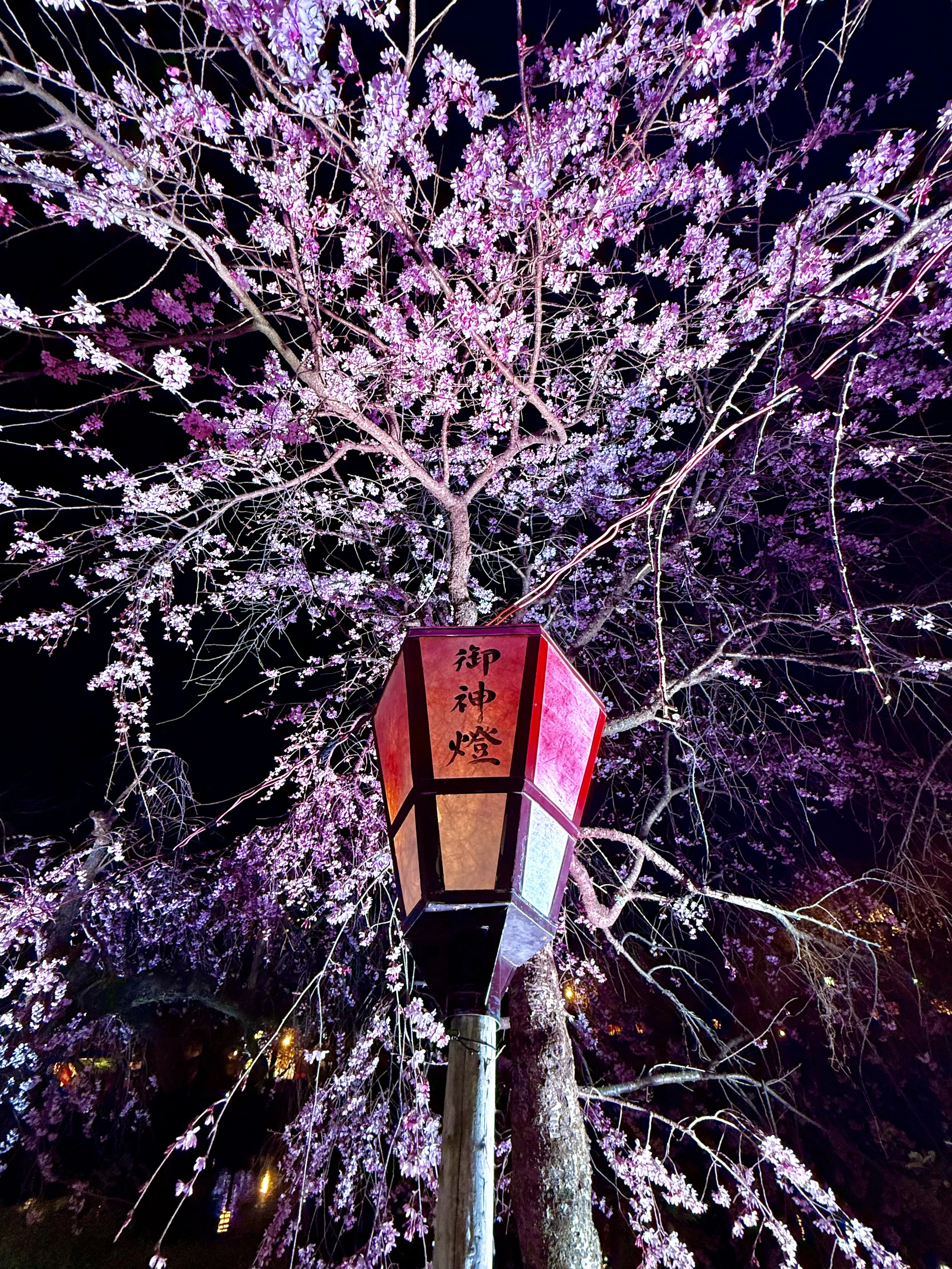 月夜桜 85f85bf430558364e405d5b6c7fd9f