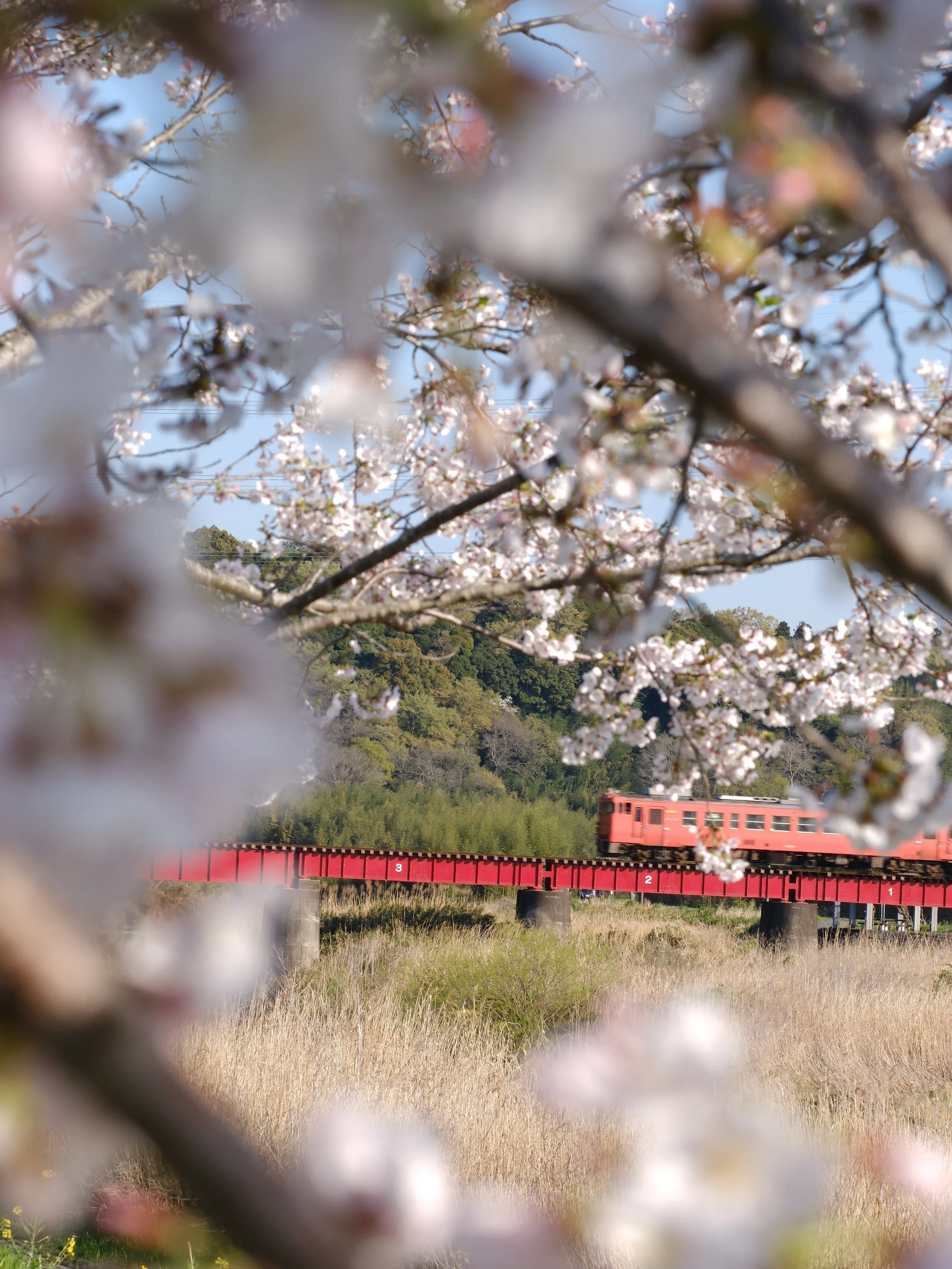 小湊鉄道〜2026春③〜｜にーこ