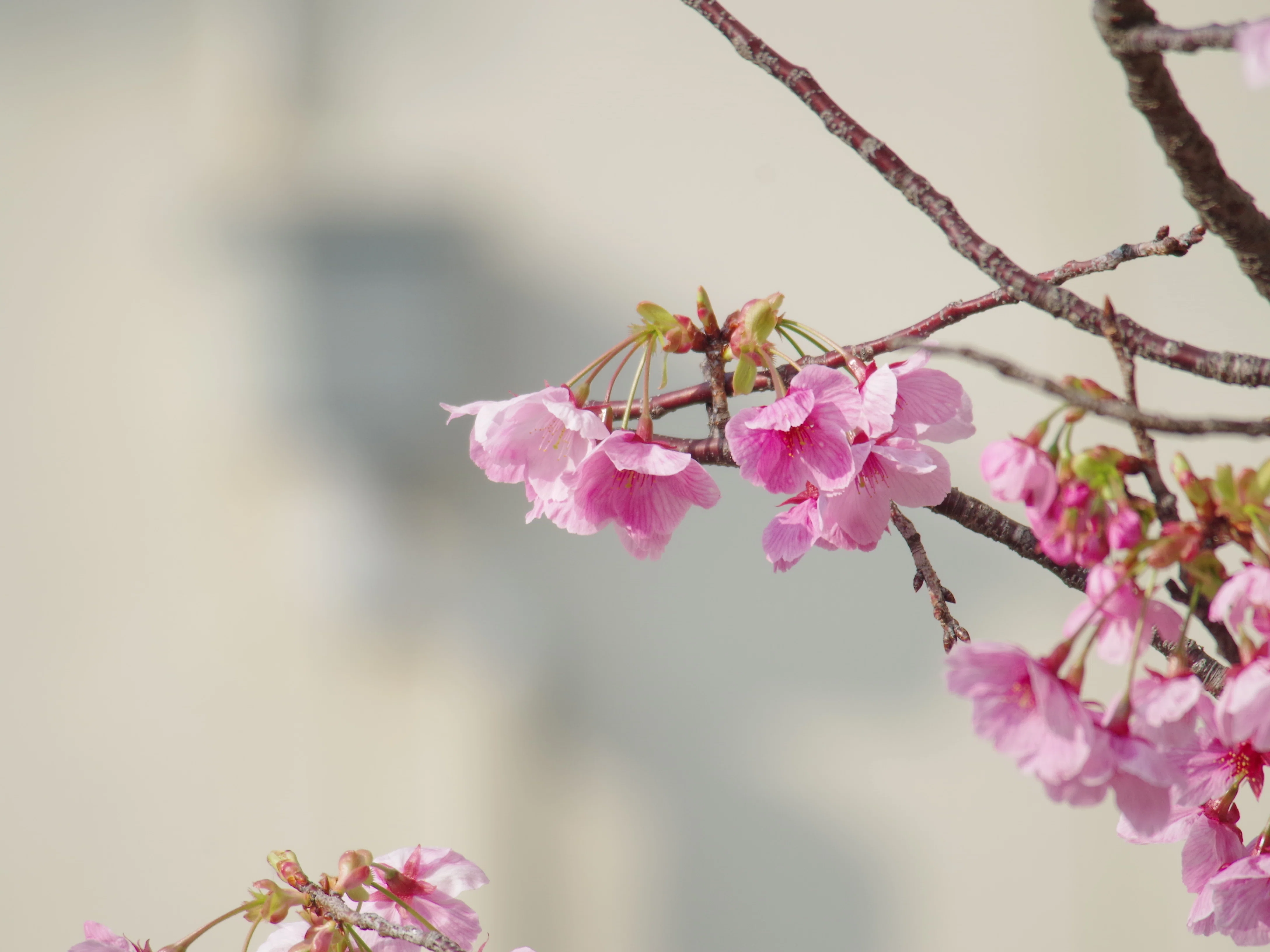 ✨超望遠を楽しもう✨PENTAX用♪シグマ 100-300mm✨ Amazon.co.jp: Sigma 100-300mm F4.5-6.7 DL レンズ Pentax DSLR用