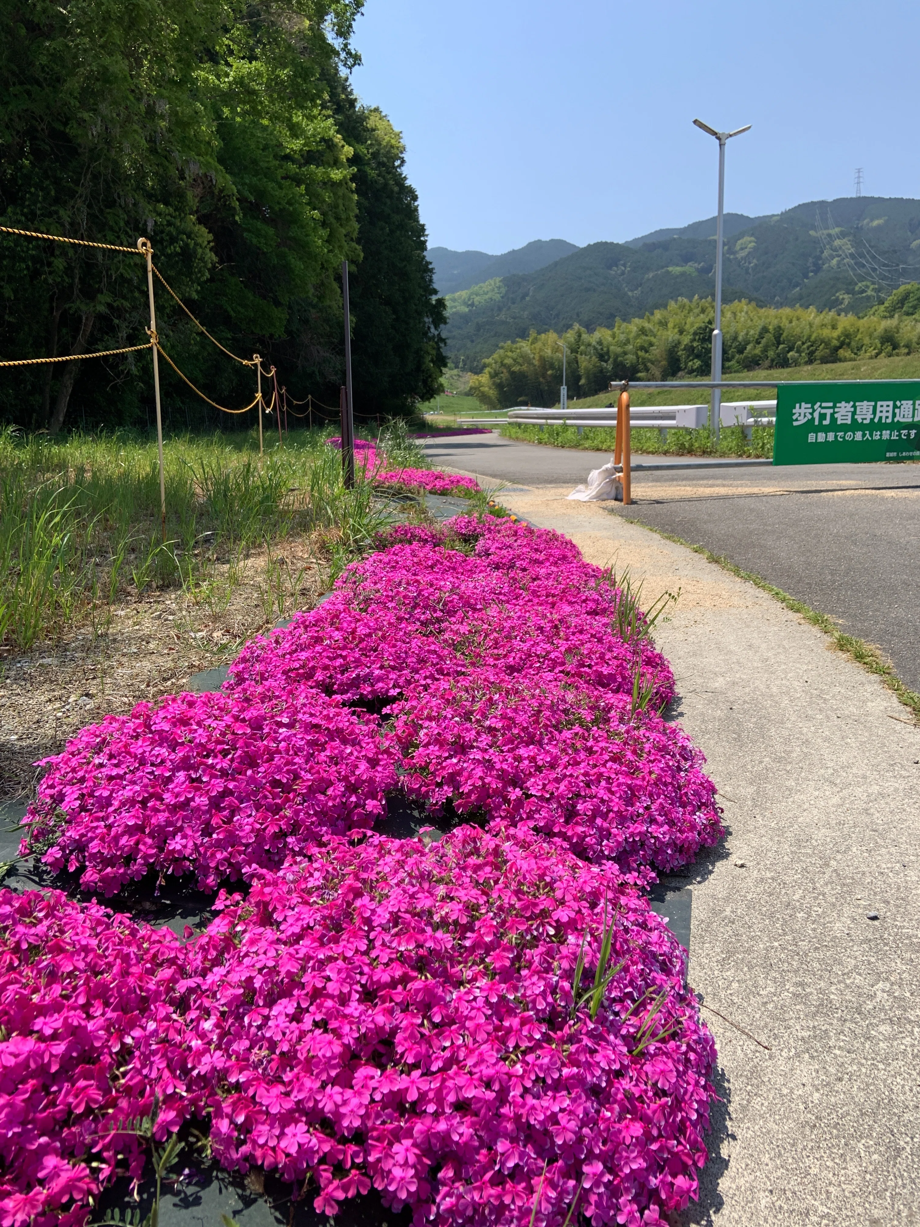 奈良・葛城市のしあわせの森公園で芝桜と景色を楽しむ｜Yukitaka
