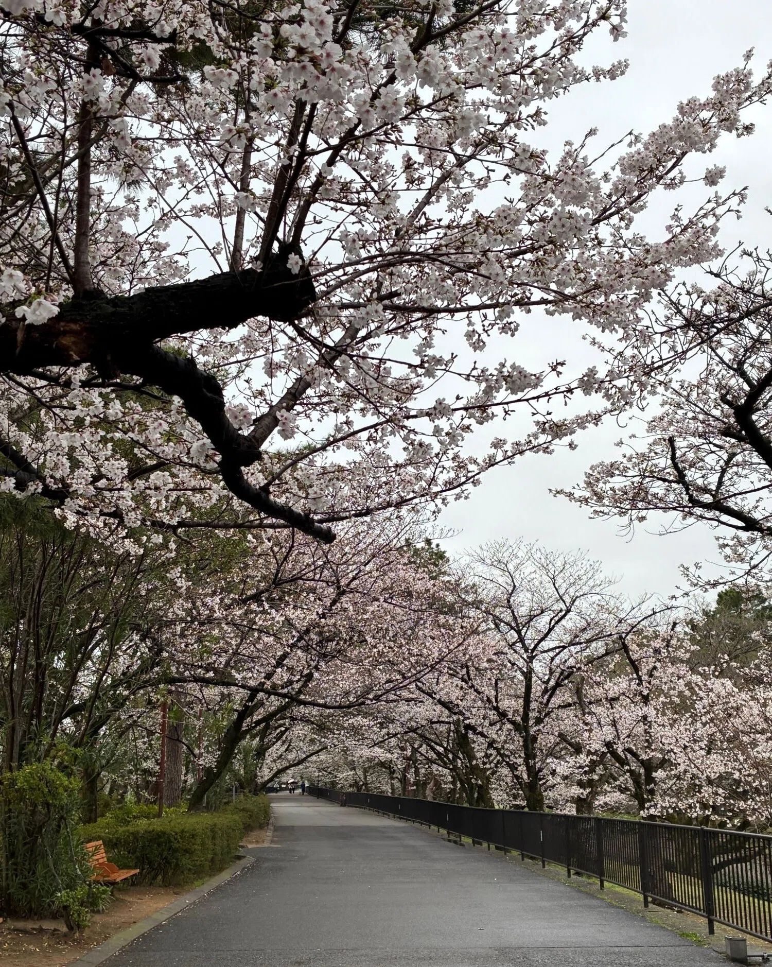 夙川の桜77年、老木の花 美しけり 77 years of cherry blossoms at