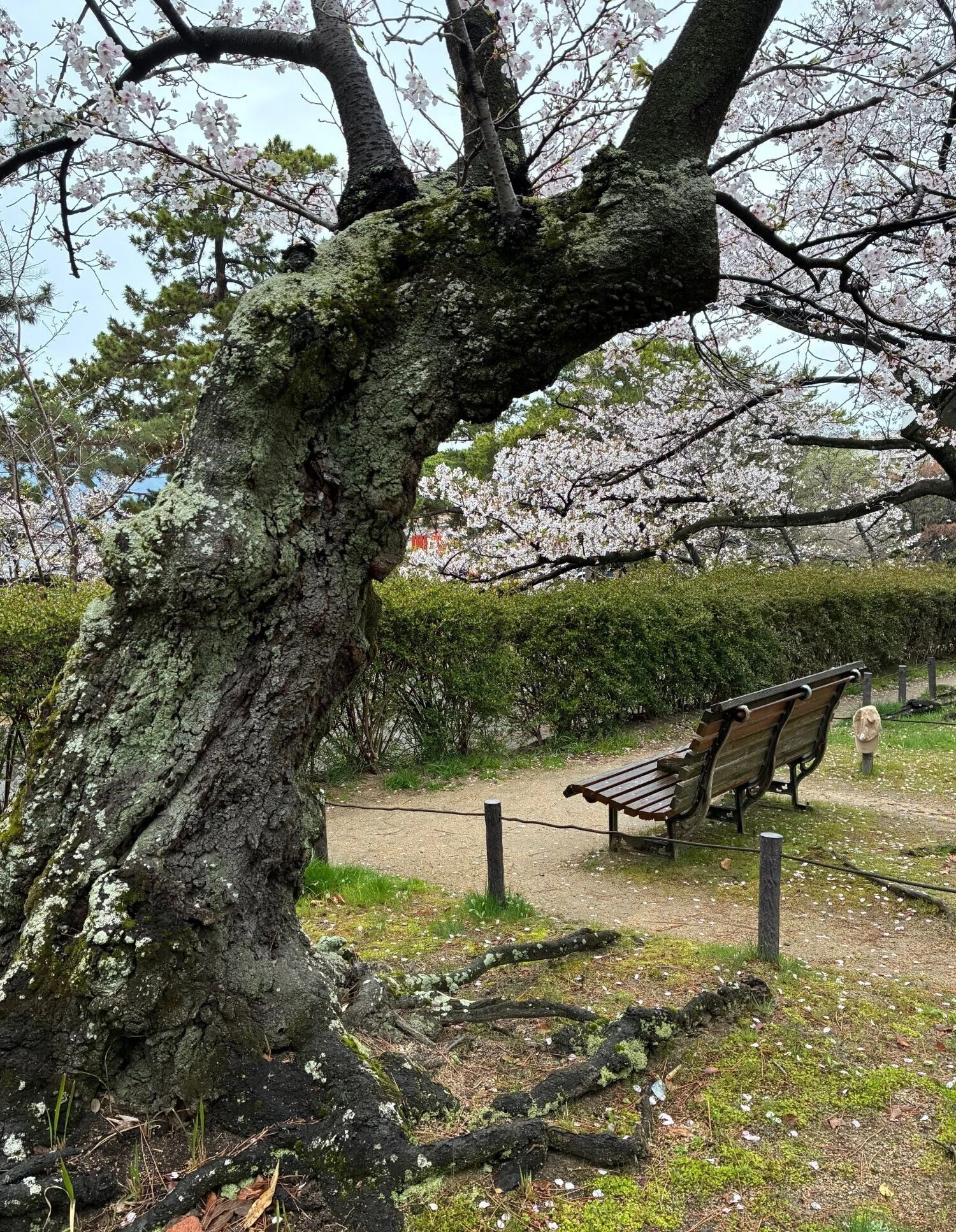 夙川の桜77年、老木の花 美しけり 77 years of cherry blossoms at