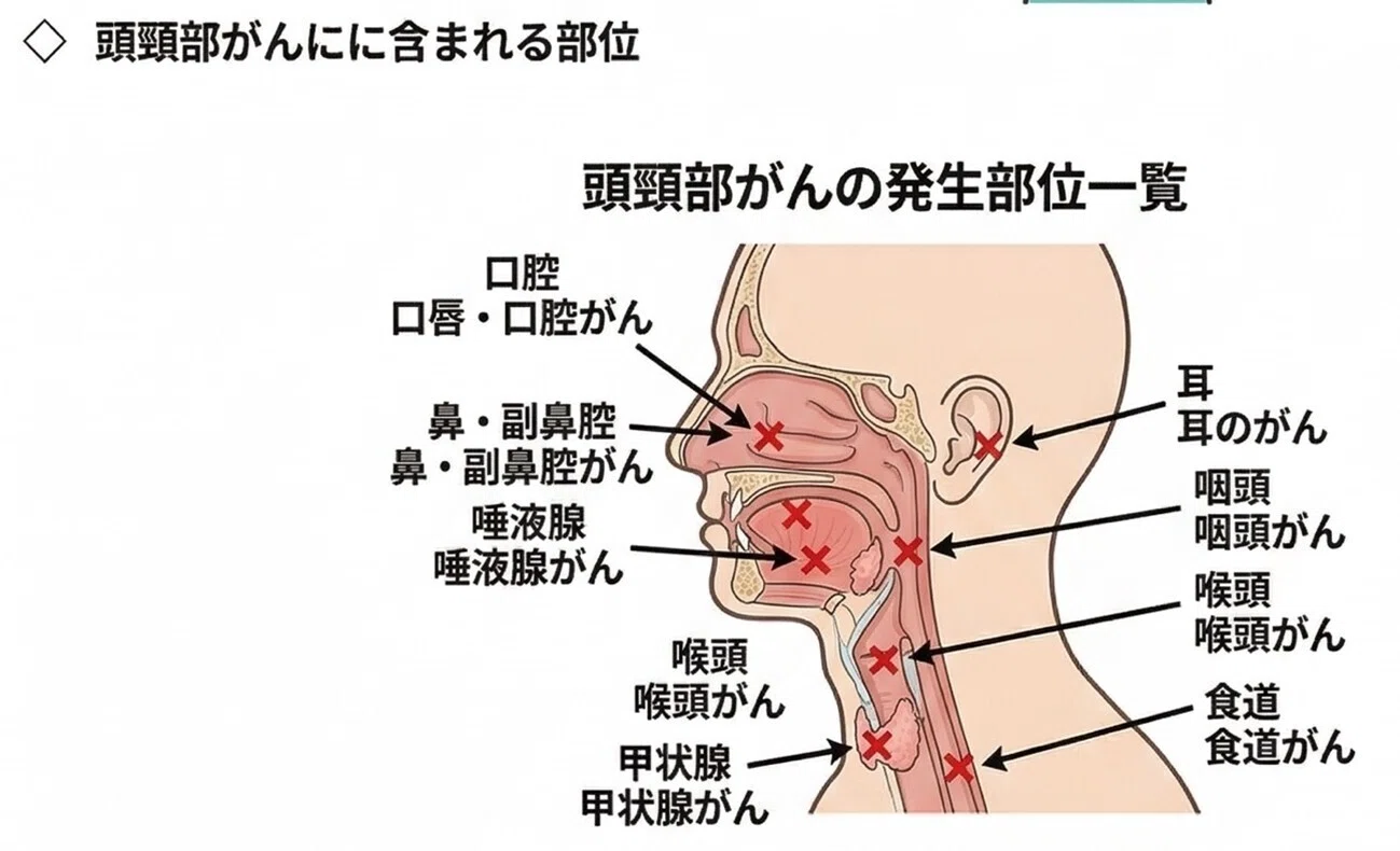 頭頸部外科とはどんな診療科？／頭頸部がんとは？｜聖マリアンナ医科