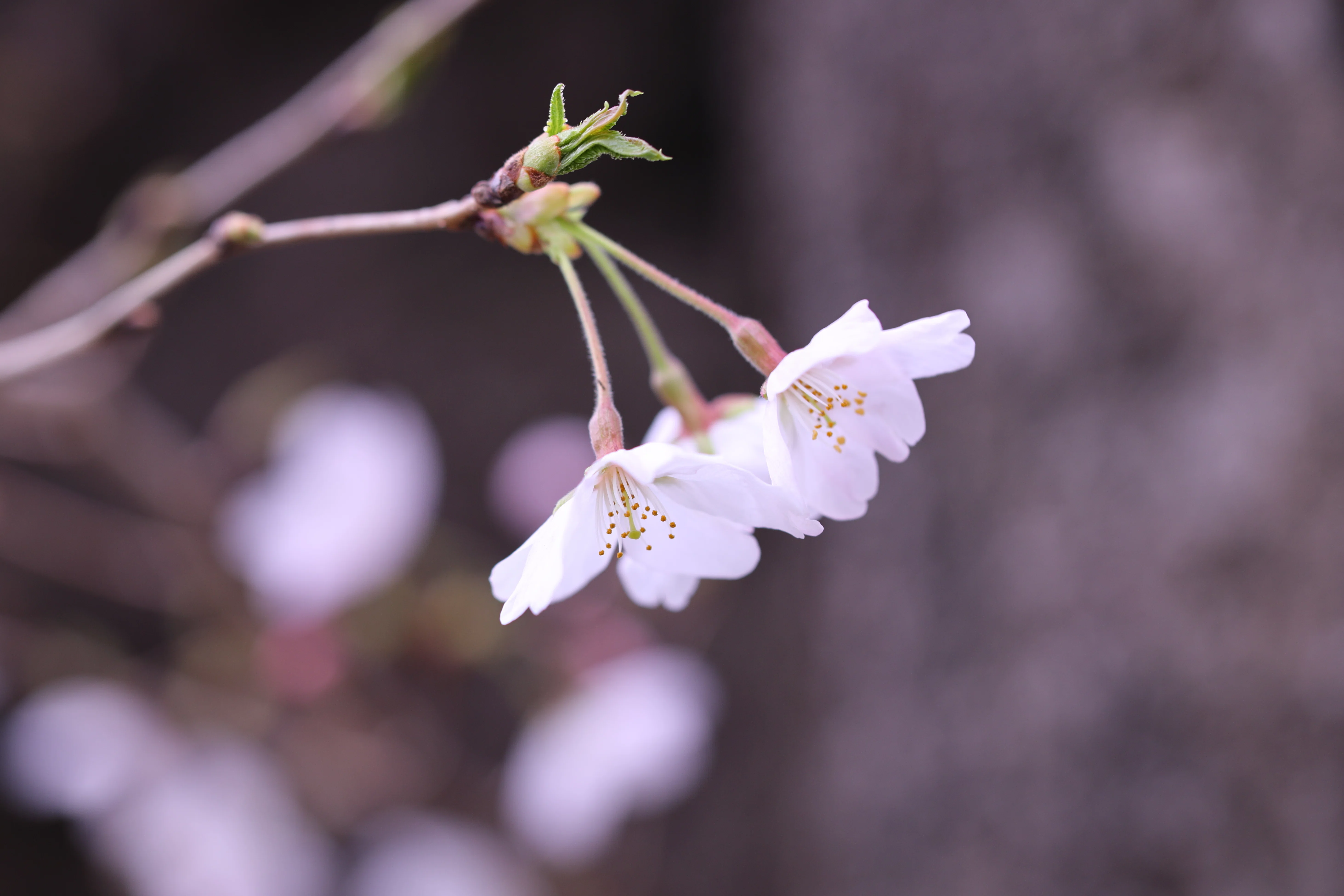 Stroll & Snaps Vol. 138: 界隈の彩 - 桜の開花｜Strolling Ricky