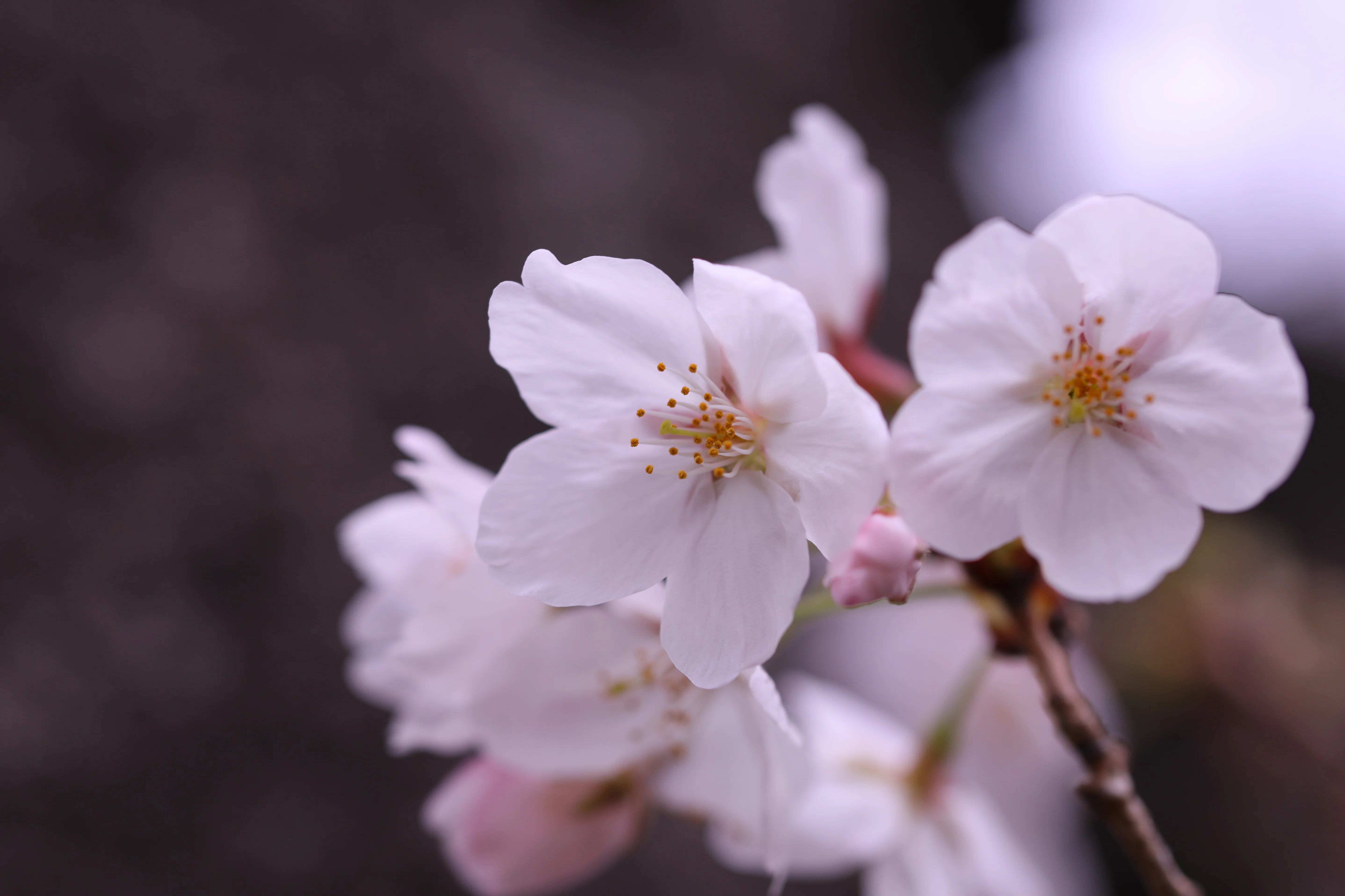Stroll & Snaps Vol. 138: 界隈の彩 - 桜の開花｜Strolling Ricky
