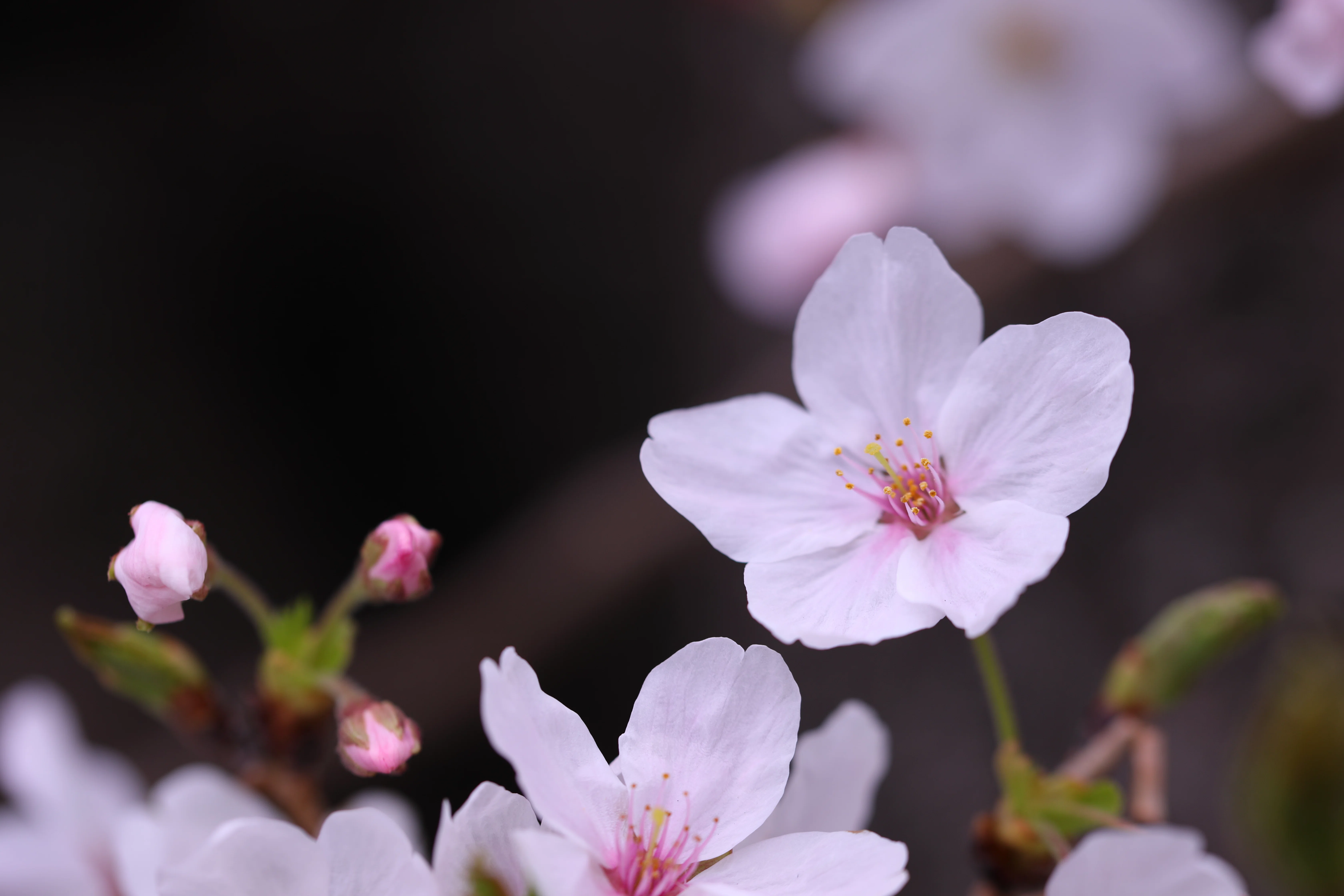 Stroll & Snaps Vol. 138: 界隈の彩 - 桜の開花｜Strolling Ricky