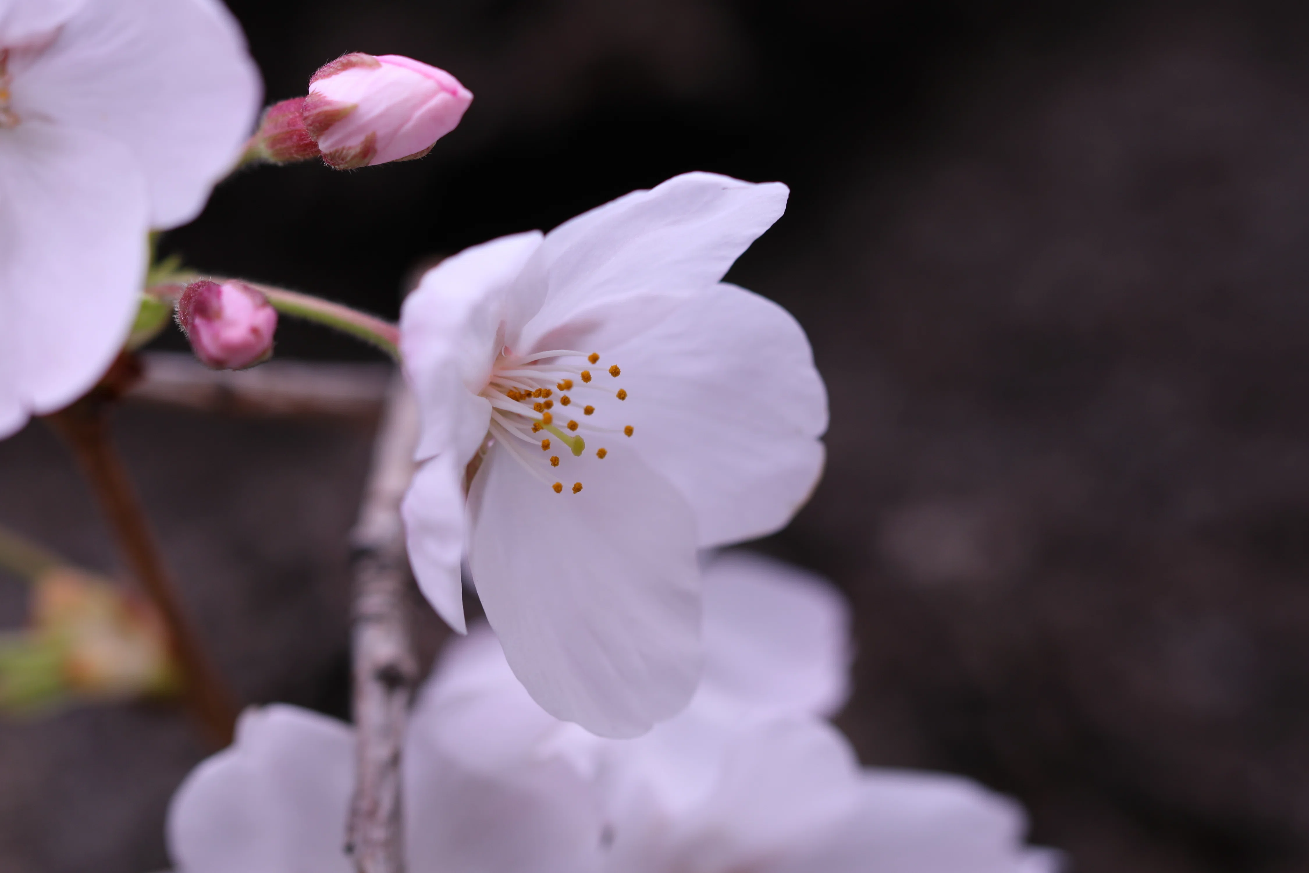 Stroll & Snaps Vol. 138: 界隈の彩 - 桜の開花｜Strolling Ricky