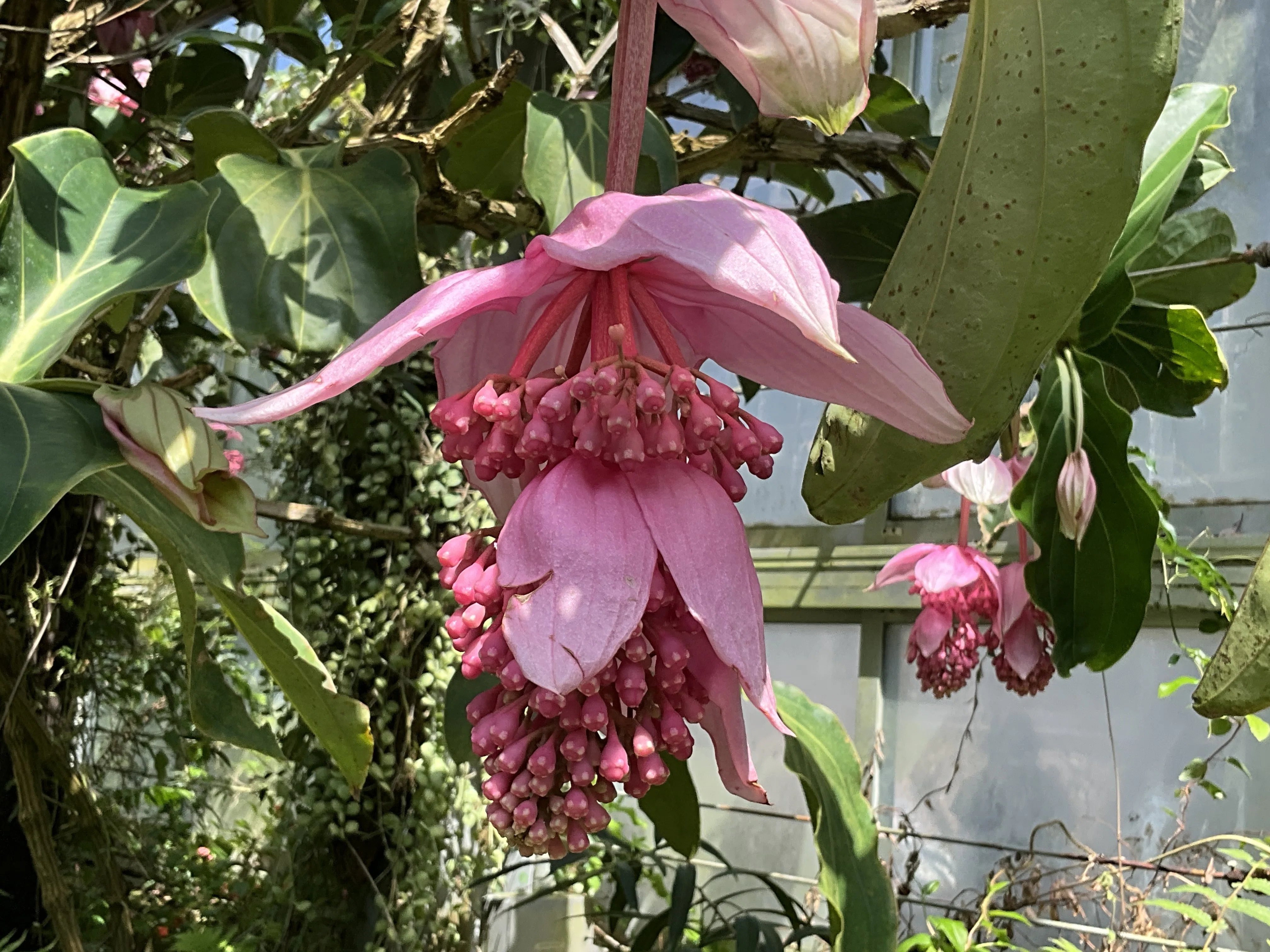 メディニラ・マグニフィカ（京都府立植物園）：2026年3月30日（月