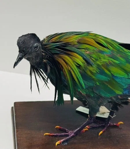動き」を想像できるか？400種が集まる鳥展で見えた生命の条件