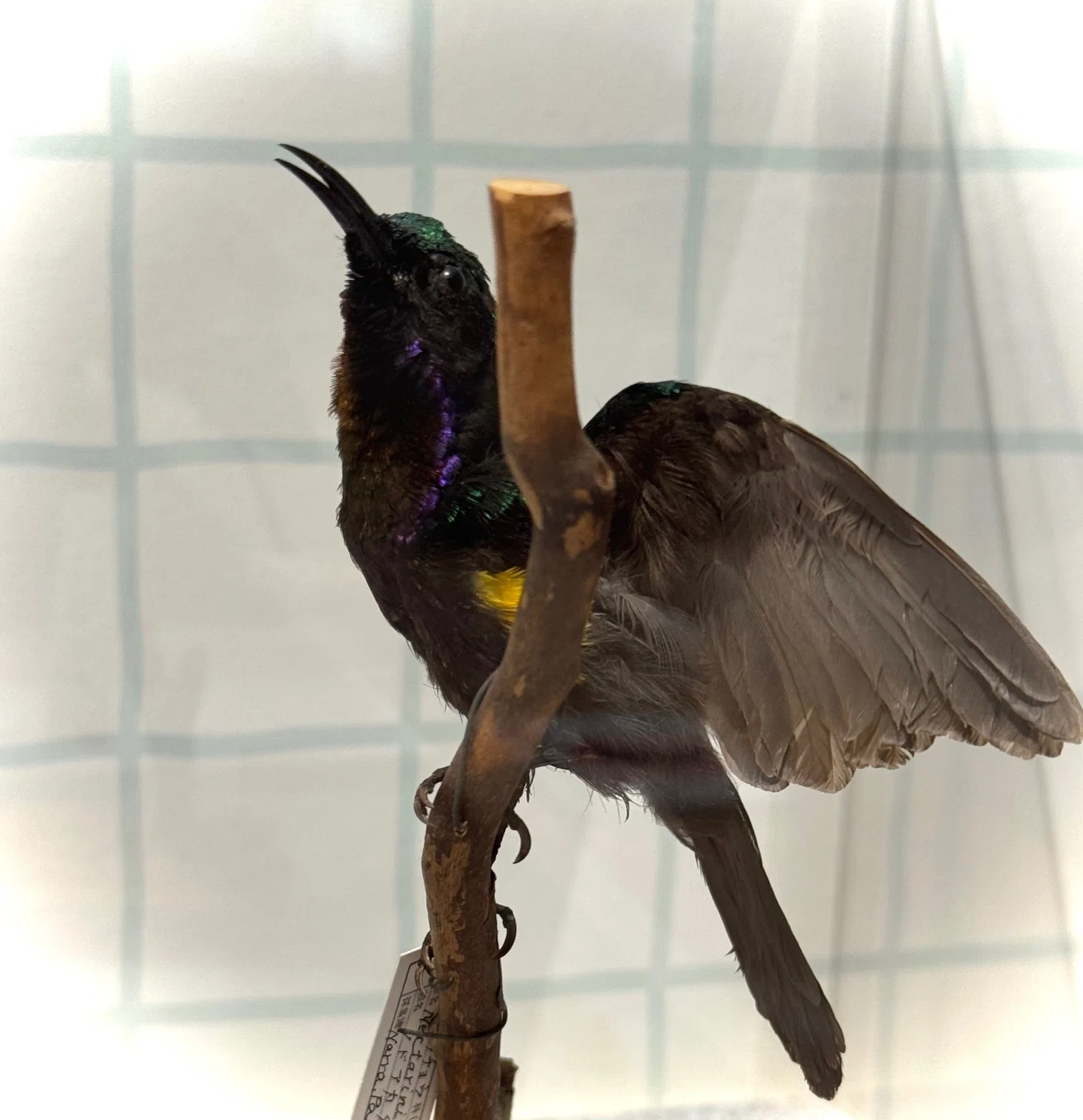動き」を想像できるか？400種が集まる鳥展で見えた生命の条件