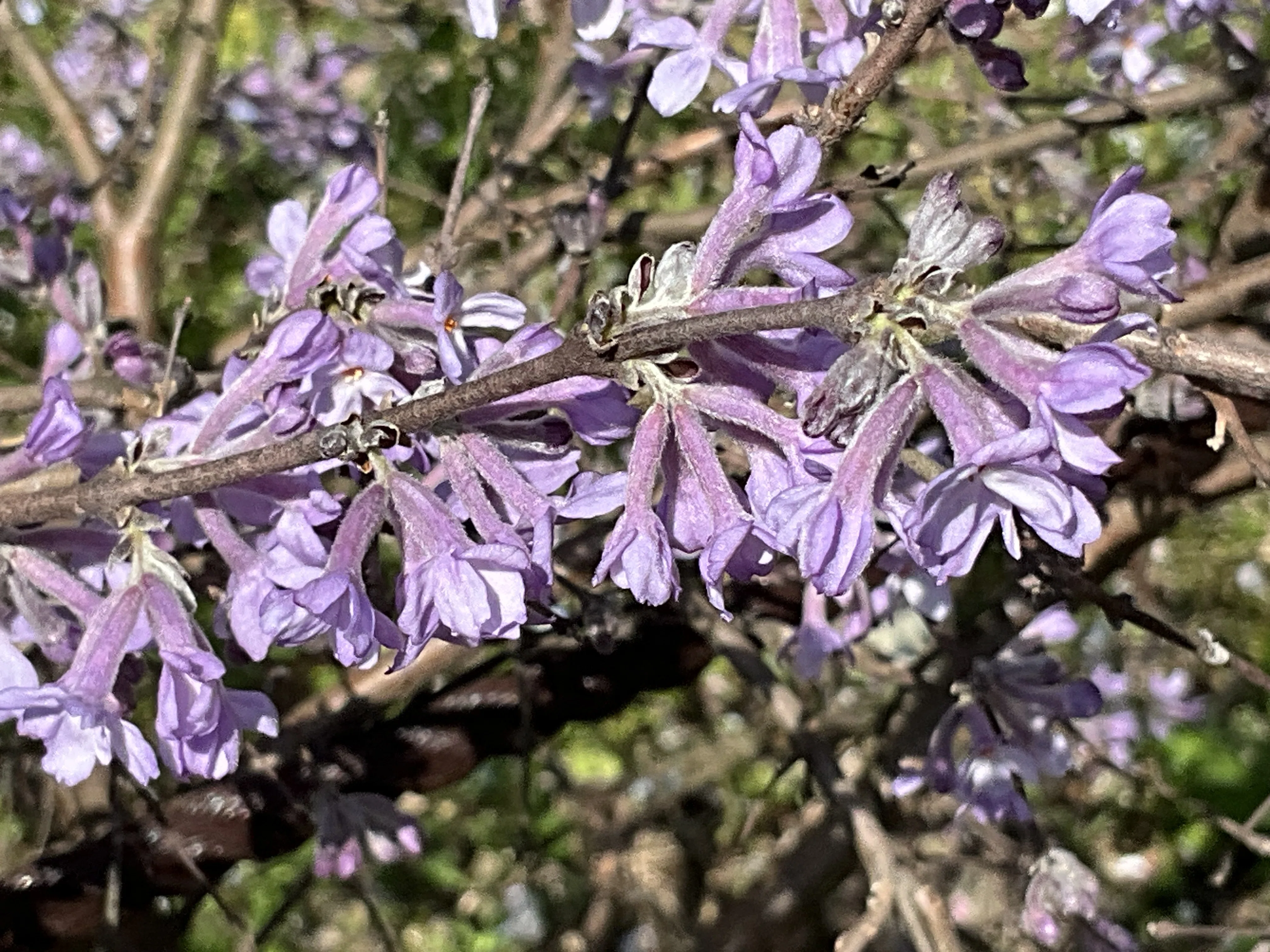 Lilac Daphne in the Cherry Grove (Kyoto Botanical Gardens): April