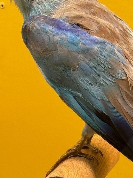 動き」を想像できるか？400種が集まる鳥展で見えた生命の条件