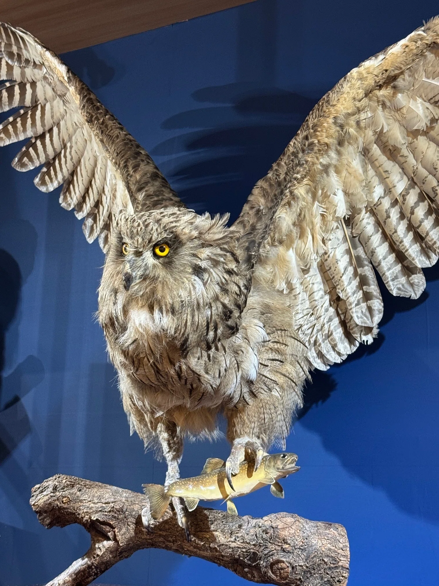 鳥の標本 羽を広げた姿 木製展示台付き 動き」を想像できるか？400種が集まる鳥展で見えた生命の条件