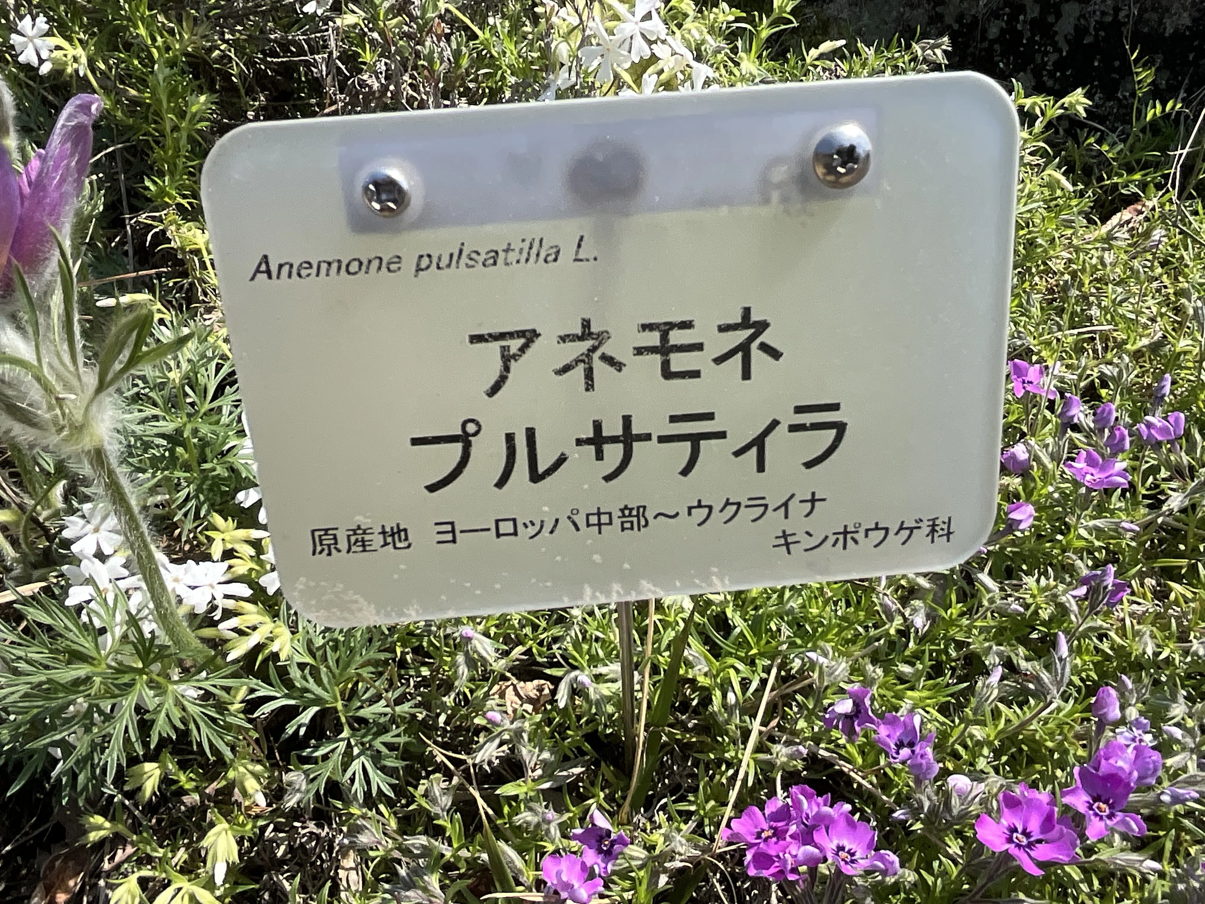 985　アネモネ アネモネ・プルサティラ（京都府立植物園）：2026年4月4日（土）｜藤井