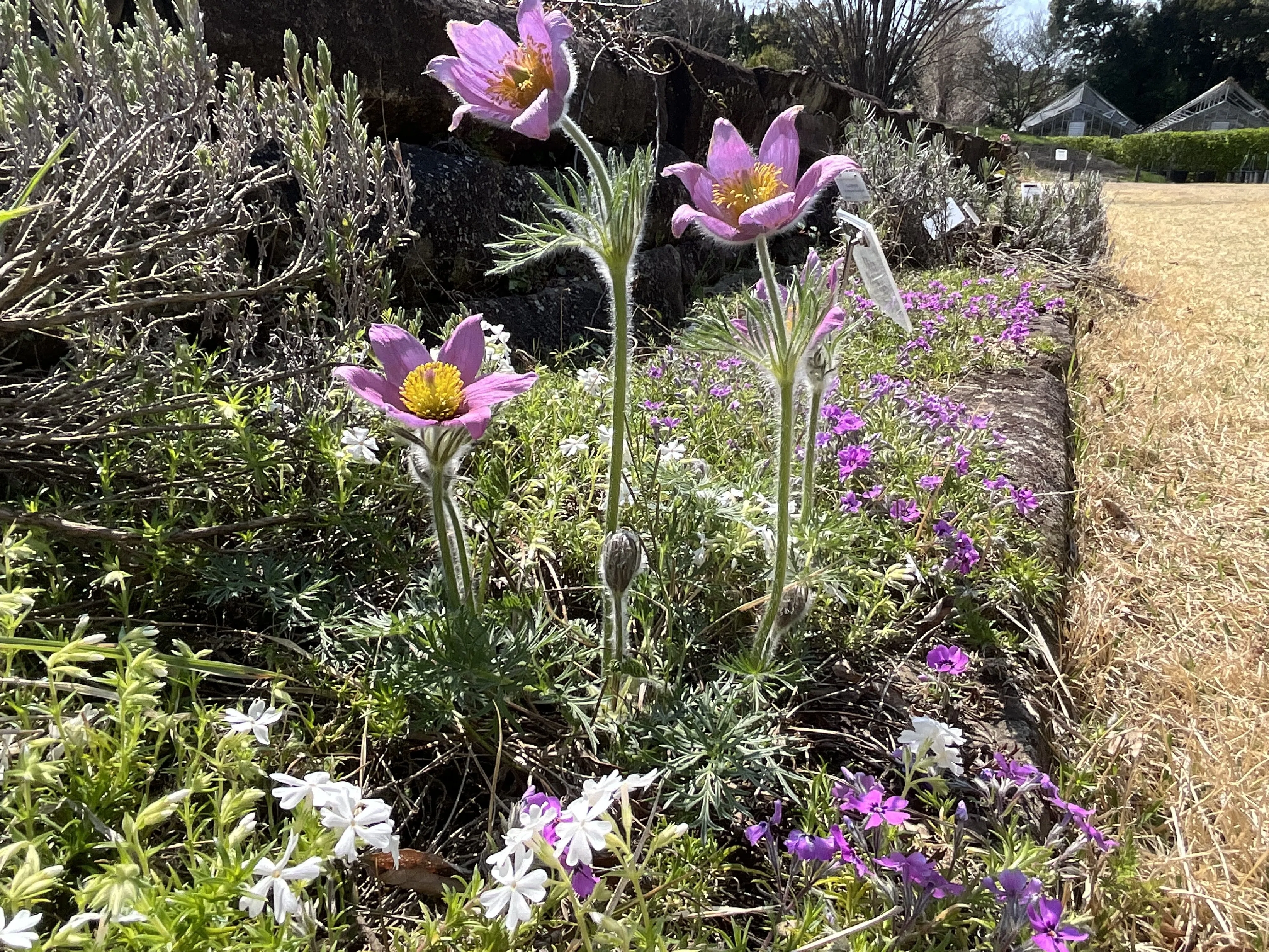 アネモネ・プルサティラ（京都府立植物園）：2026年4月4日（土）｜藤井