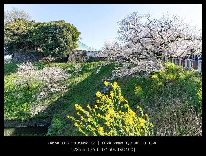 久しぶりにCanonの一眼レフ 『EOS 5D Mark IV』を持ち出した｜千鳥ヶ淵
