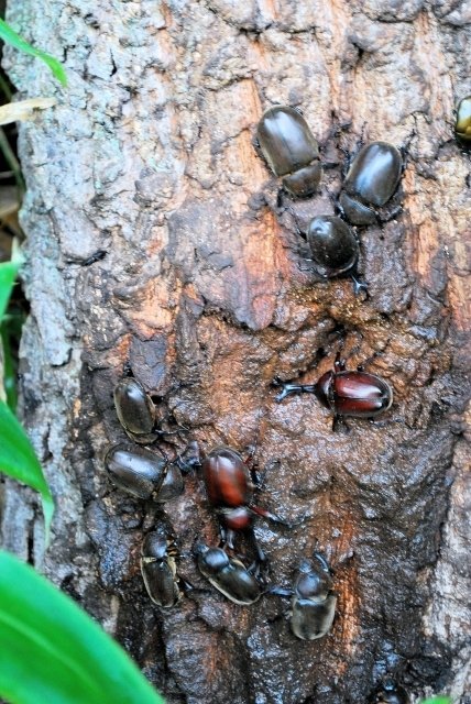 【捕まえた分だけ】カブトムシ&クワガタ　 カブトムシ／クワガタ採集体験】夏季限定！カブトムシ・クワガタが