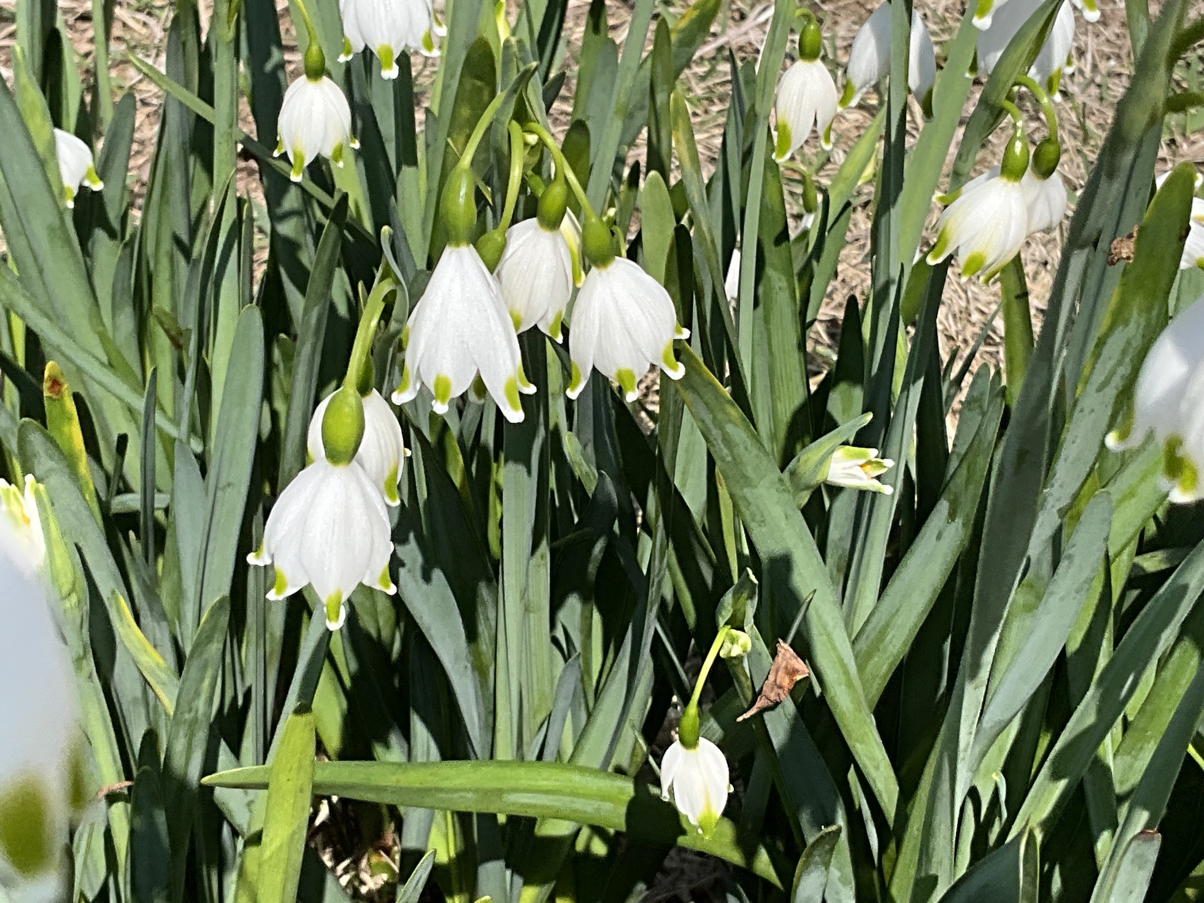 スノーフレーク（京都府立植物園）：2026年4月3日（金）｜藤井秀昭